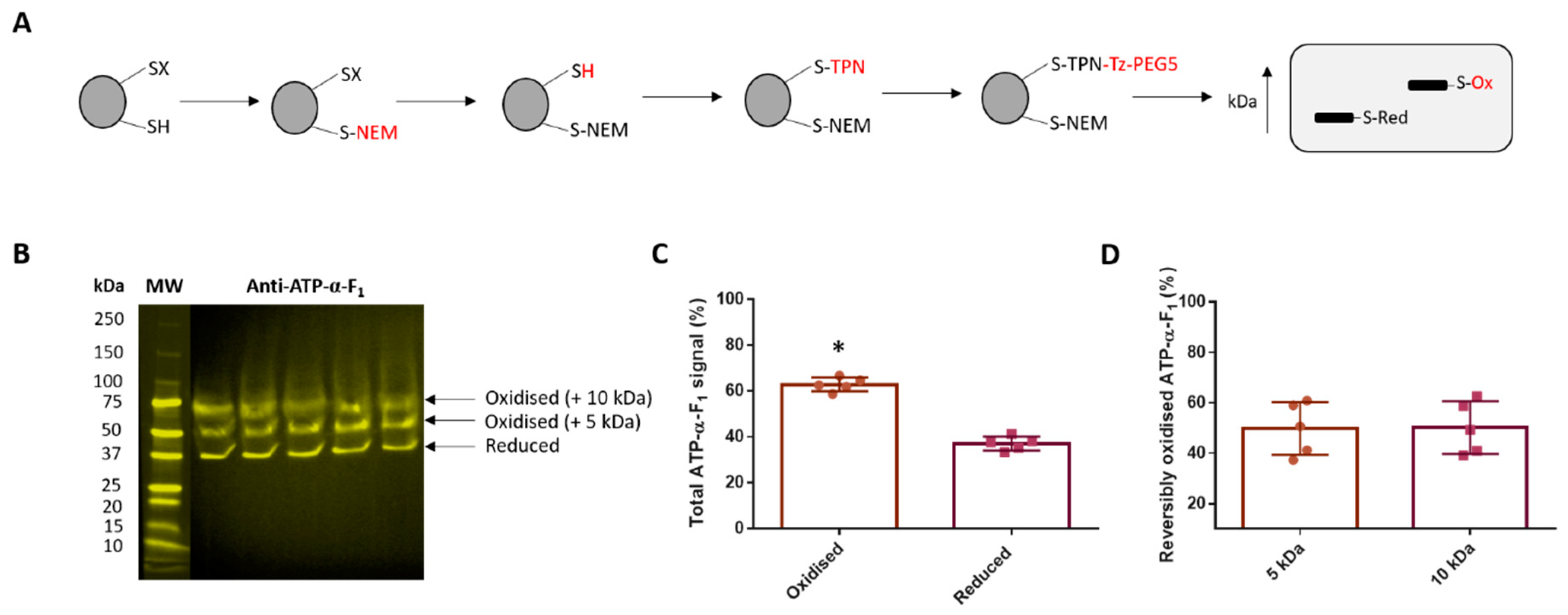 Antioxidants 09 00215 g004 Antioxidants 09 00215 g004