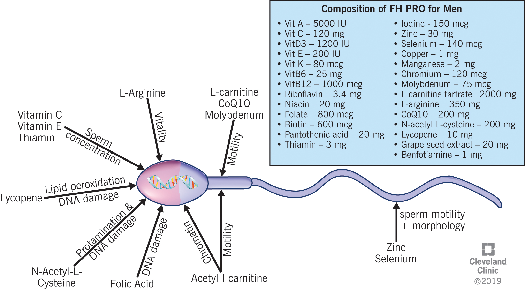 Antioxidants Free FullText Efficacy of Antioxidant Supplementation