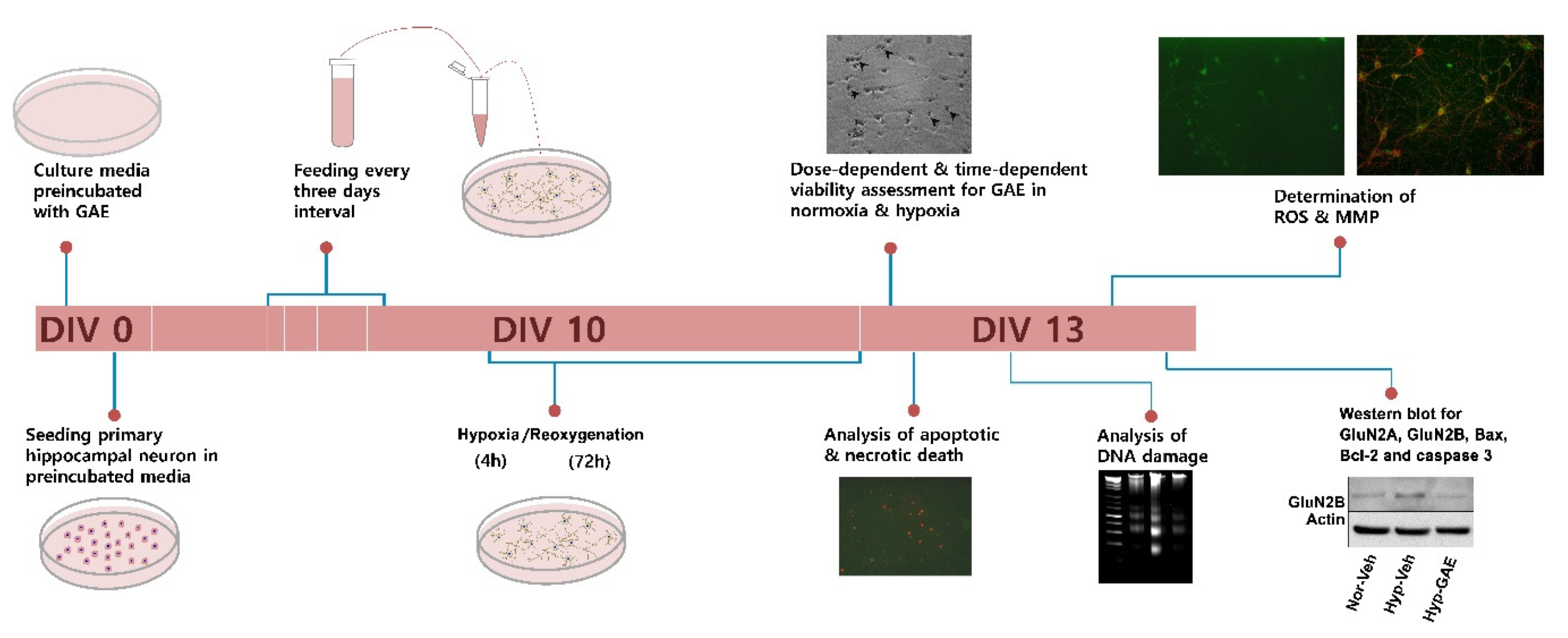 Antioxidants 09 00223 g001 Antioxidants 09 00223 g001