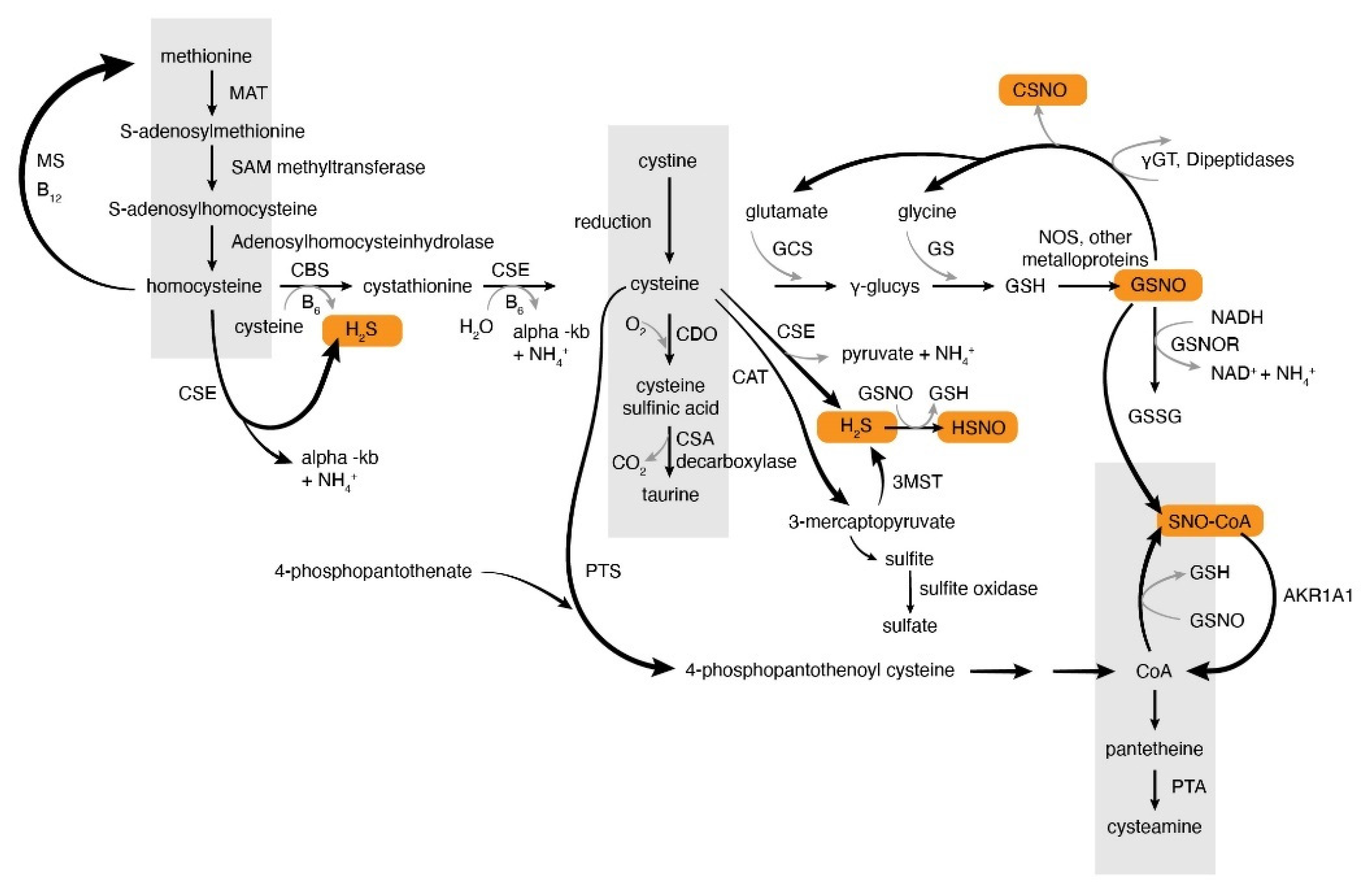 Antioxidants 09 00225 g001 Antioxidants 09 00225 g001