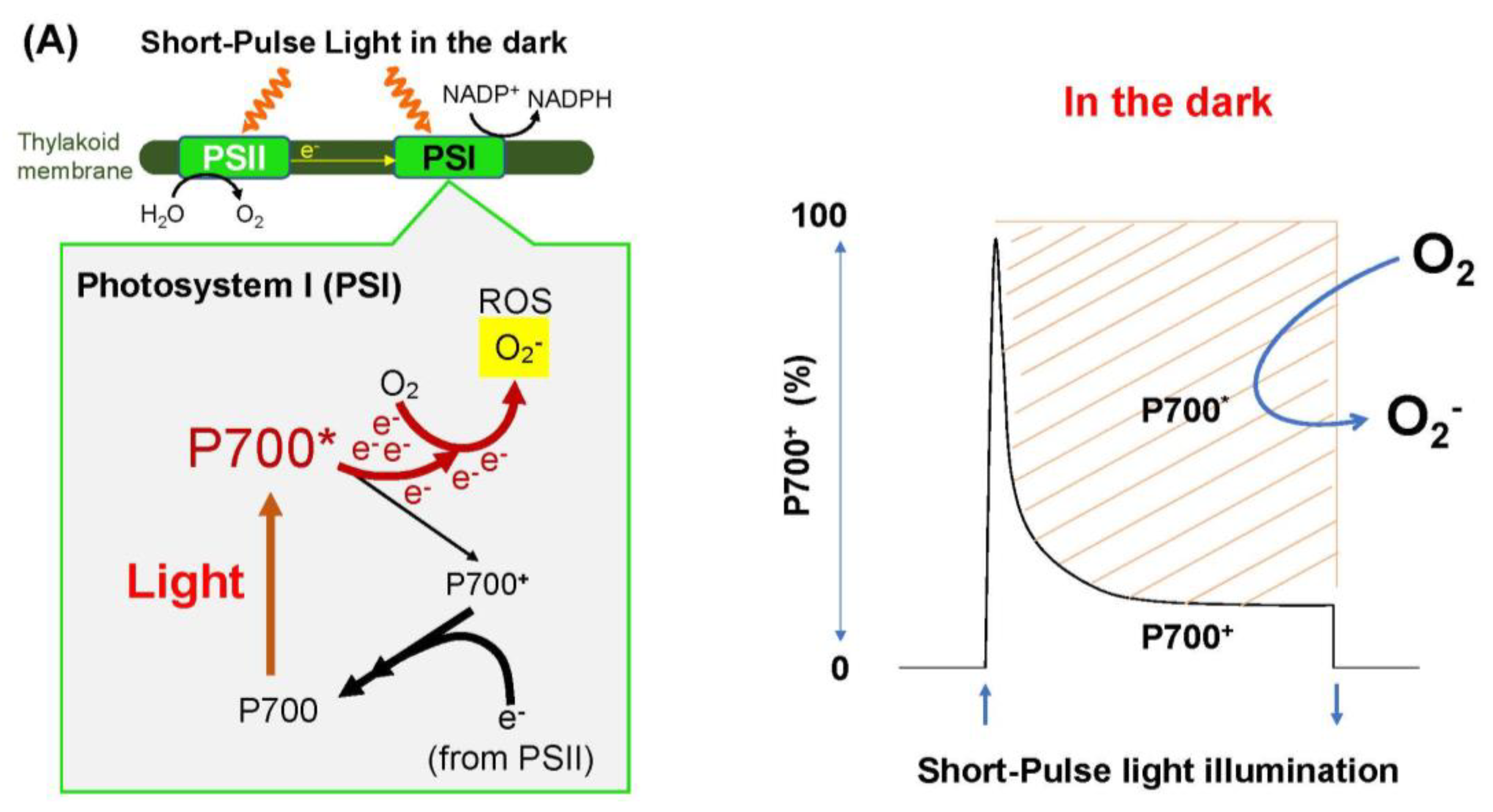 Antioxidants 09 00230 g002a Antioxidants 09 00230 g002a