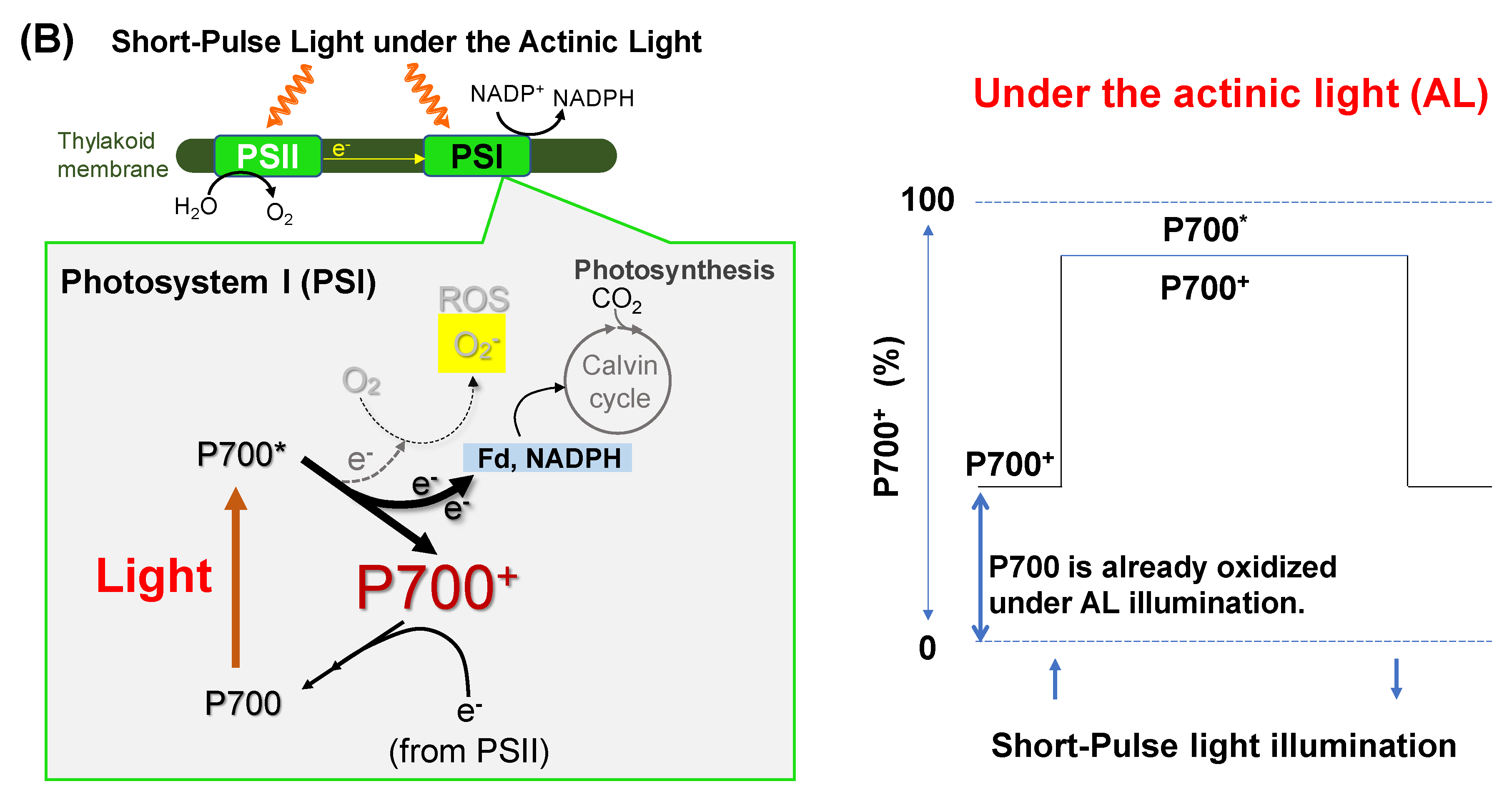 Antioxidants 09 00230 g002b Antioxidants 09 00230 g002b