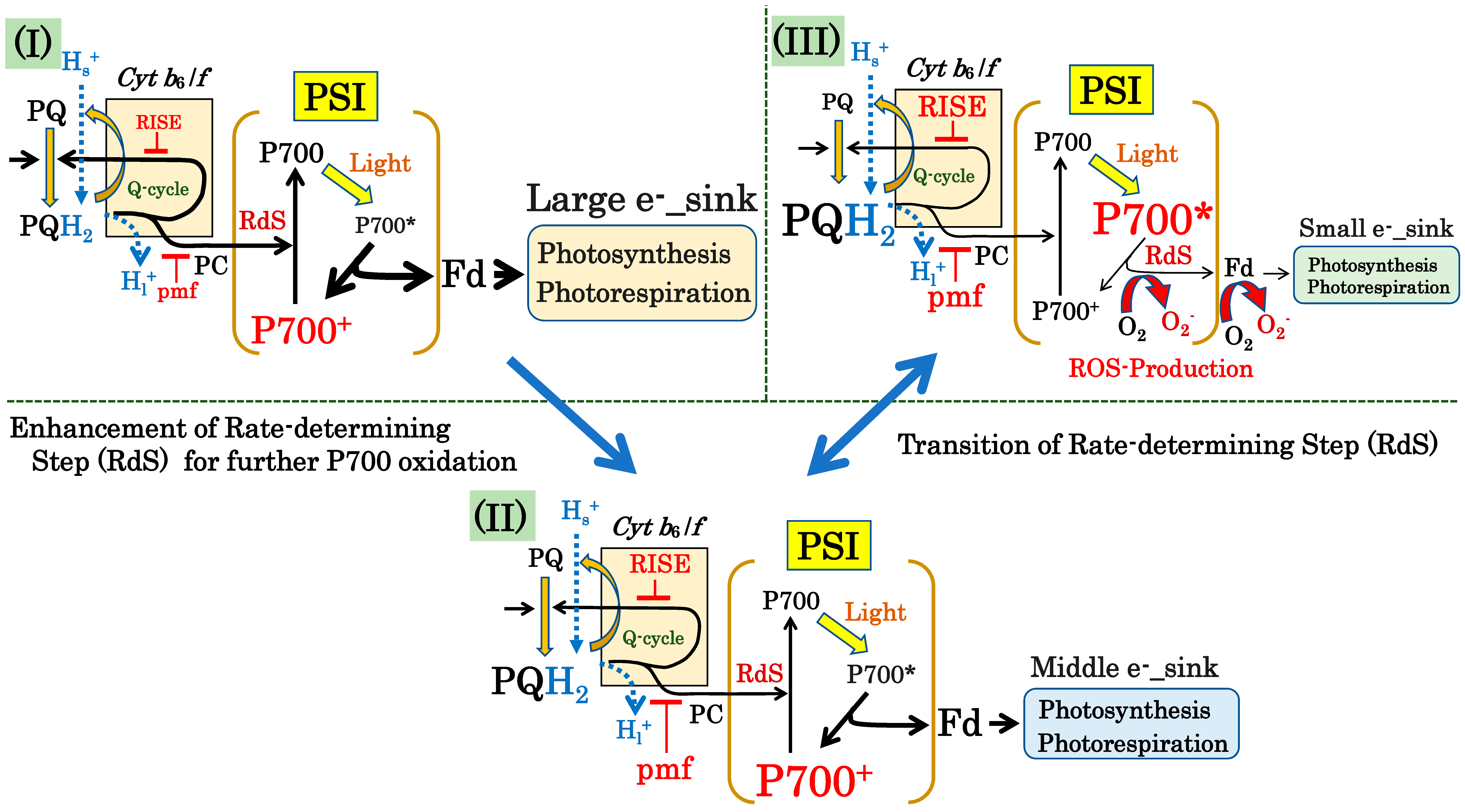 Antioxidants 09 00230 g006 Antioxidants 09 00230 g006