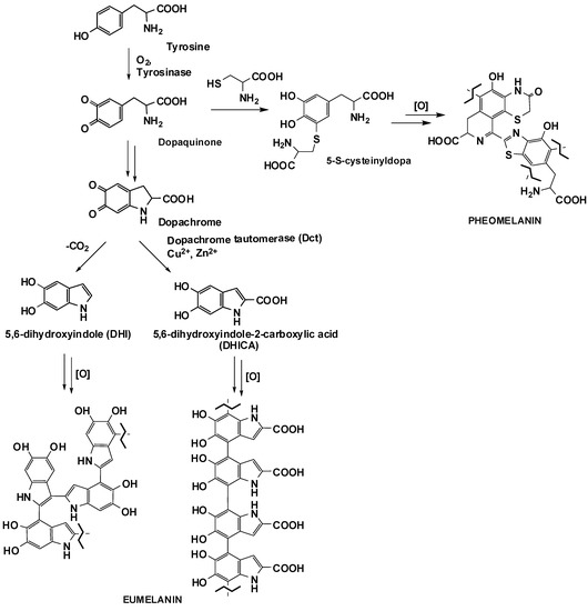 Antioxidants Free Full Text A Melanin Related Phenolic Polymer With Potent Photoprotective And Antioxidant Activities For Dermo Cosmetic Applications Html