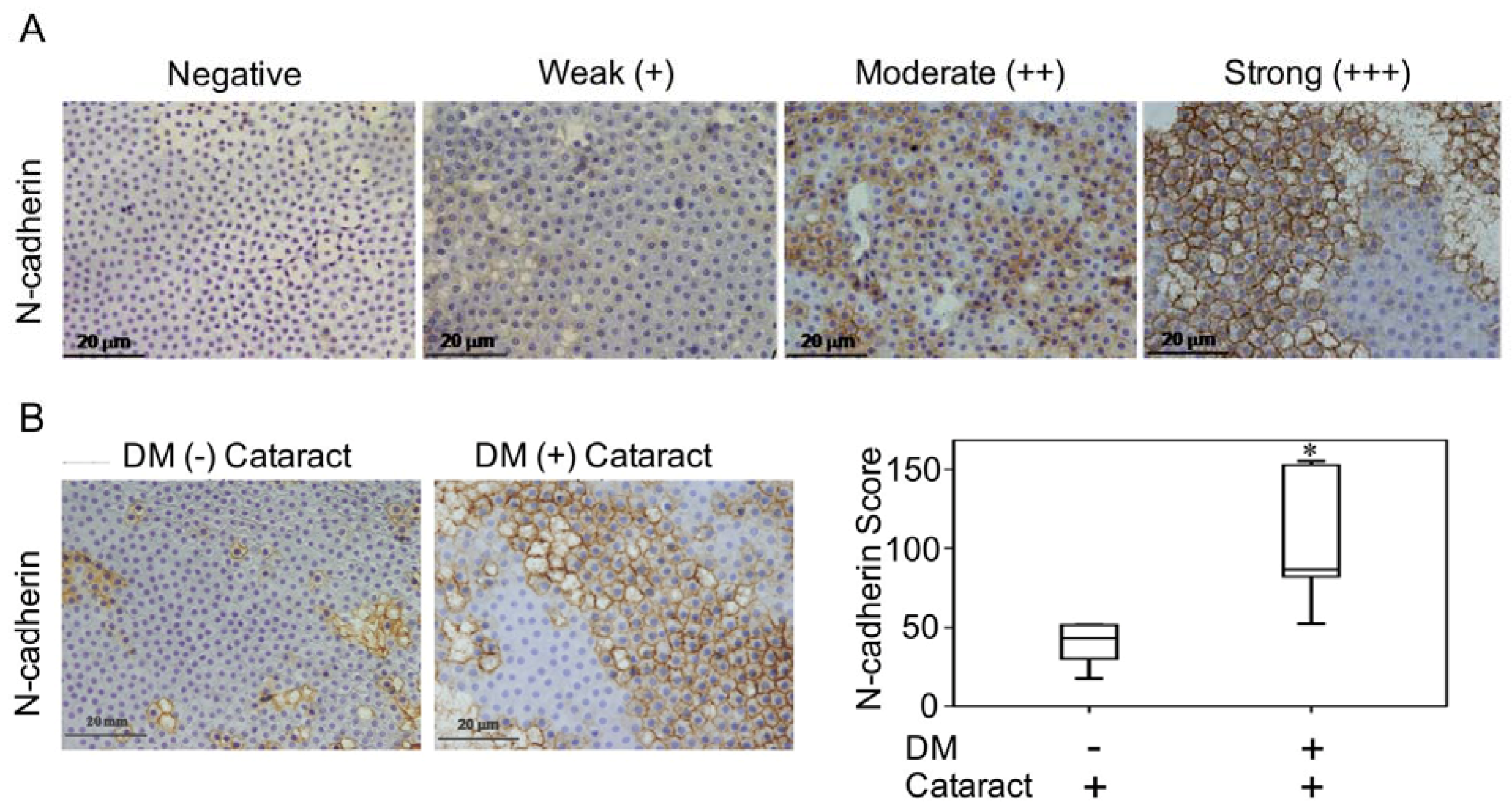 Antioxidants 09 00273 g001 Antioxidants 09 00273 g001