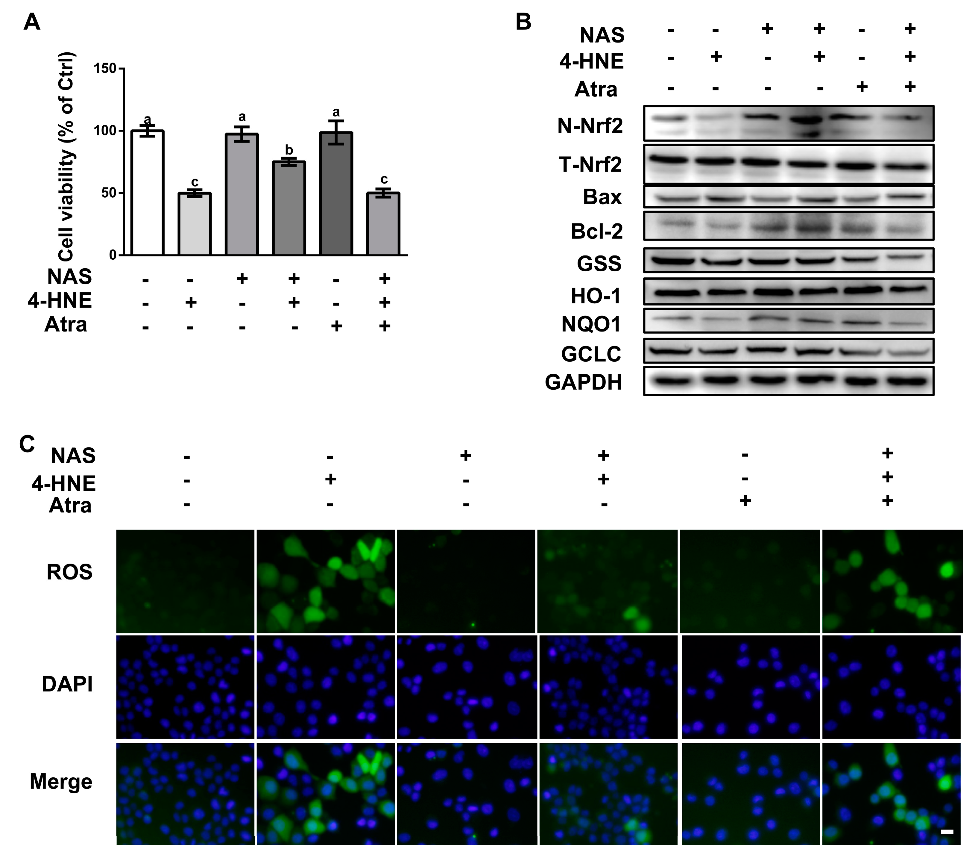 Antioxidants 09 00303 g005 Antioxidants 09 00303 g005