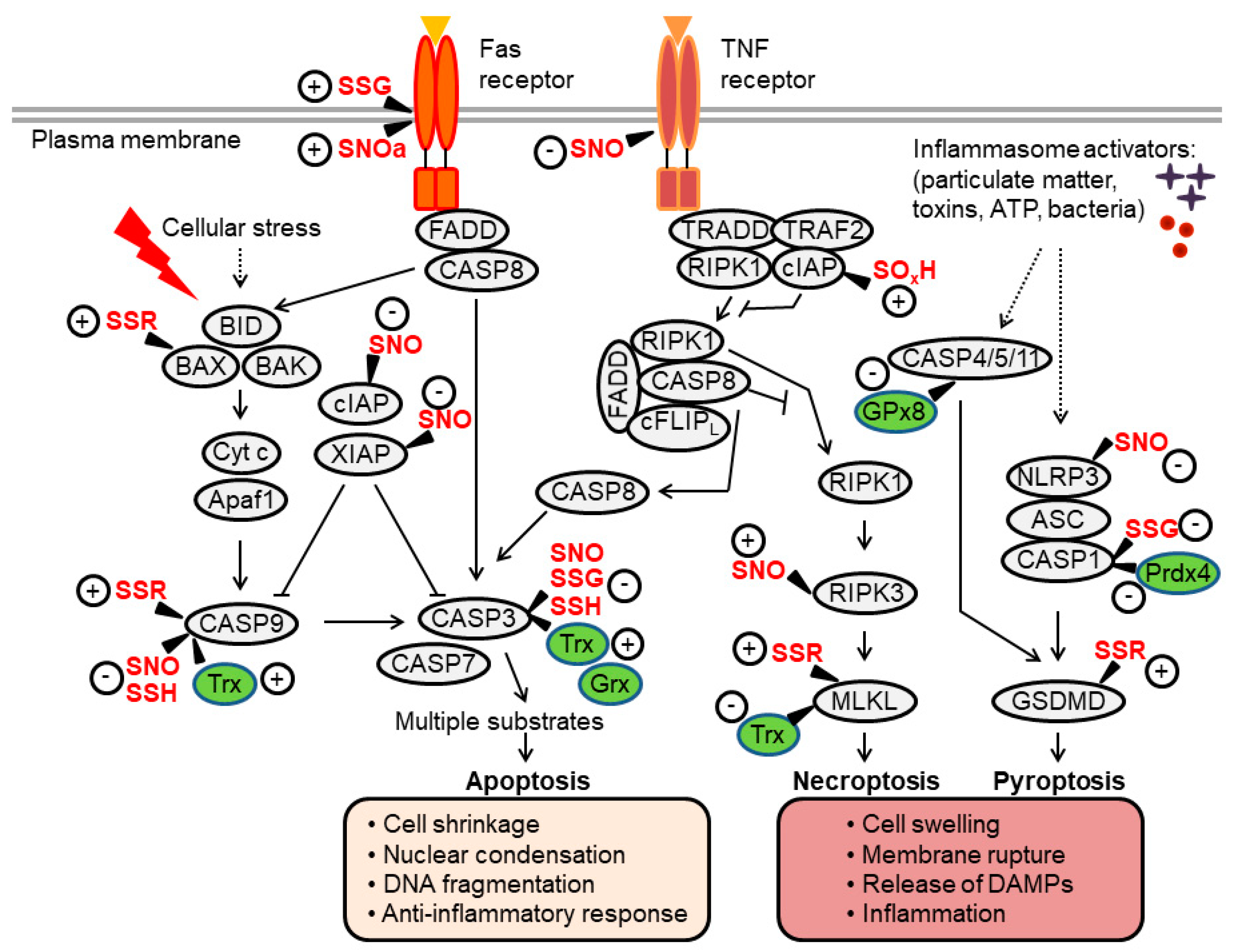 Antioxidants Free FullText Oxidants, Antioxidants and Thiol Redox