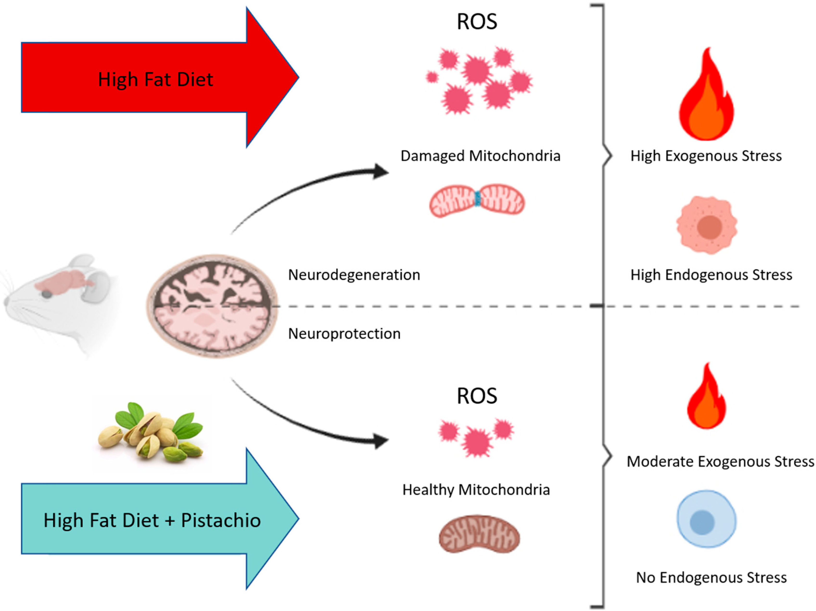Antioxidants 09 00317 g006