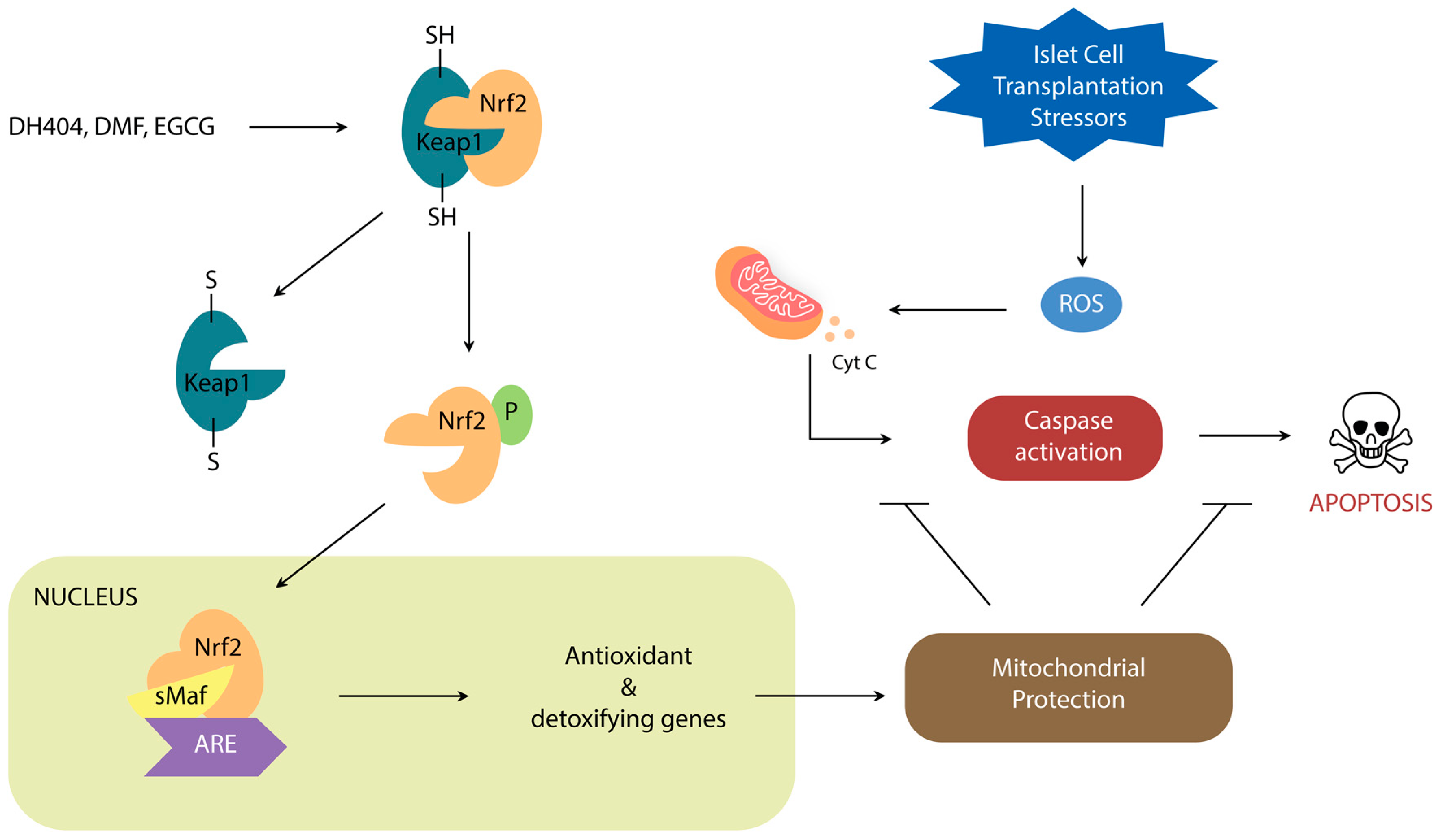 Antioxidants 09 00321 g001 Antioxidants 09 00321 g001