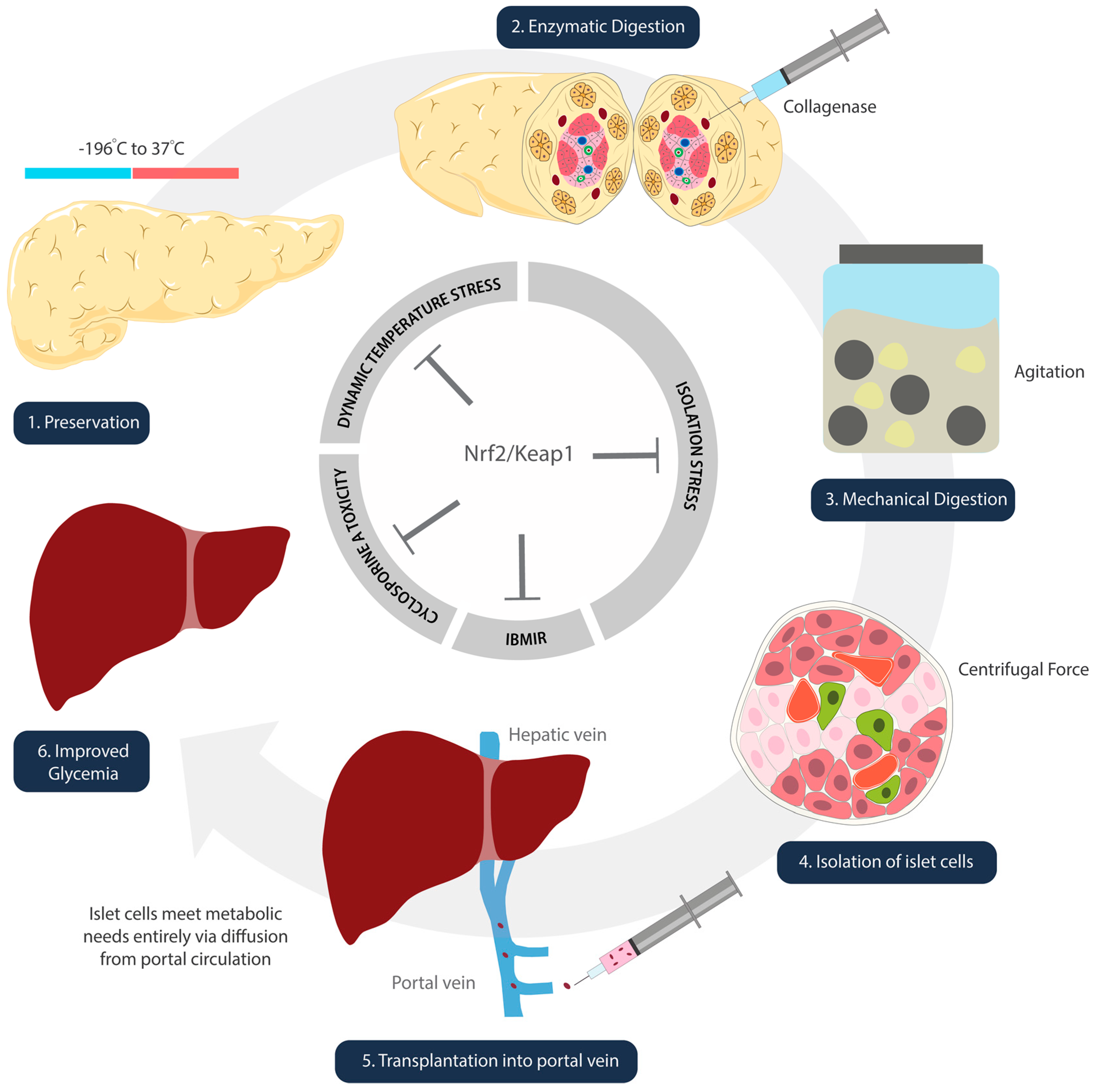 Antioxidants 09 00321 g002 Antioxidants 09 00321 g002