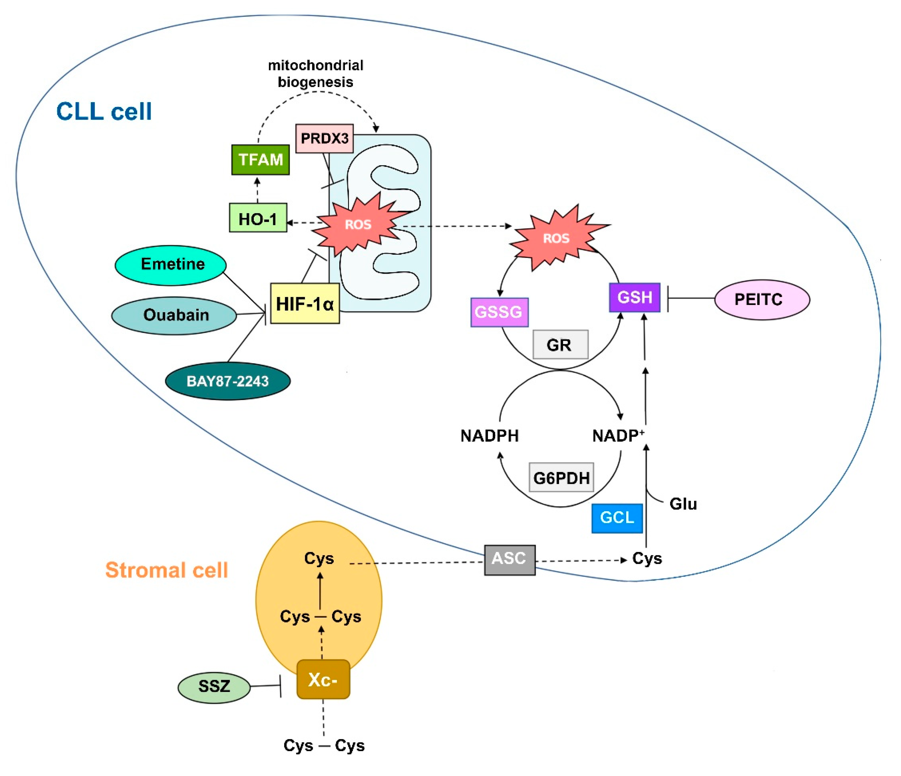 Antioxidants 09 00353 g001 Antioxidants 09 00353 g001