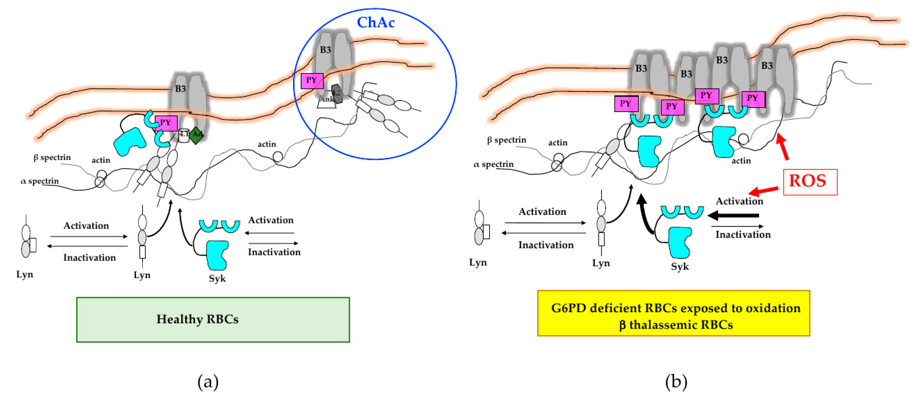 Antioxidants 09 00353 g003 Antioxidants 09 00353 g003