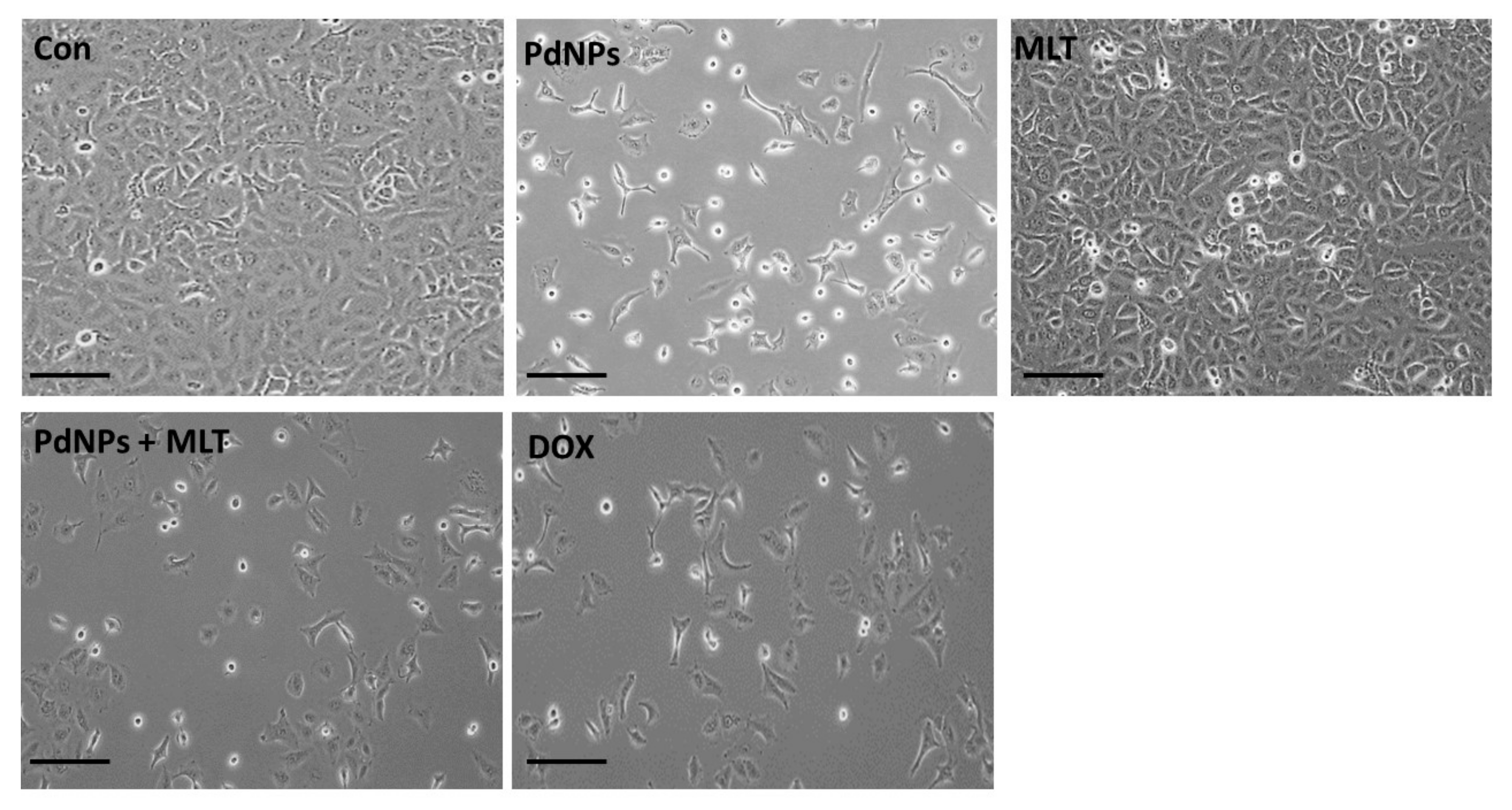 Antioxidants 09 00357 g005 Antioxidants 09 00357 g005
