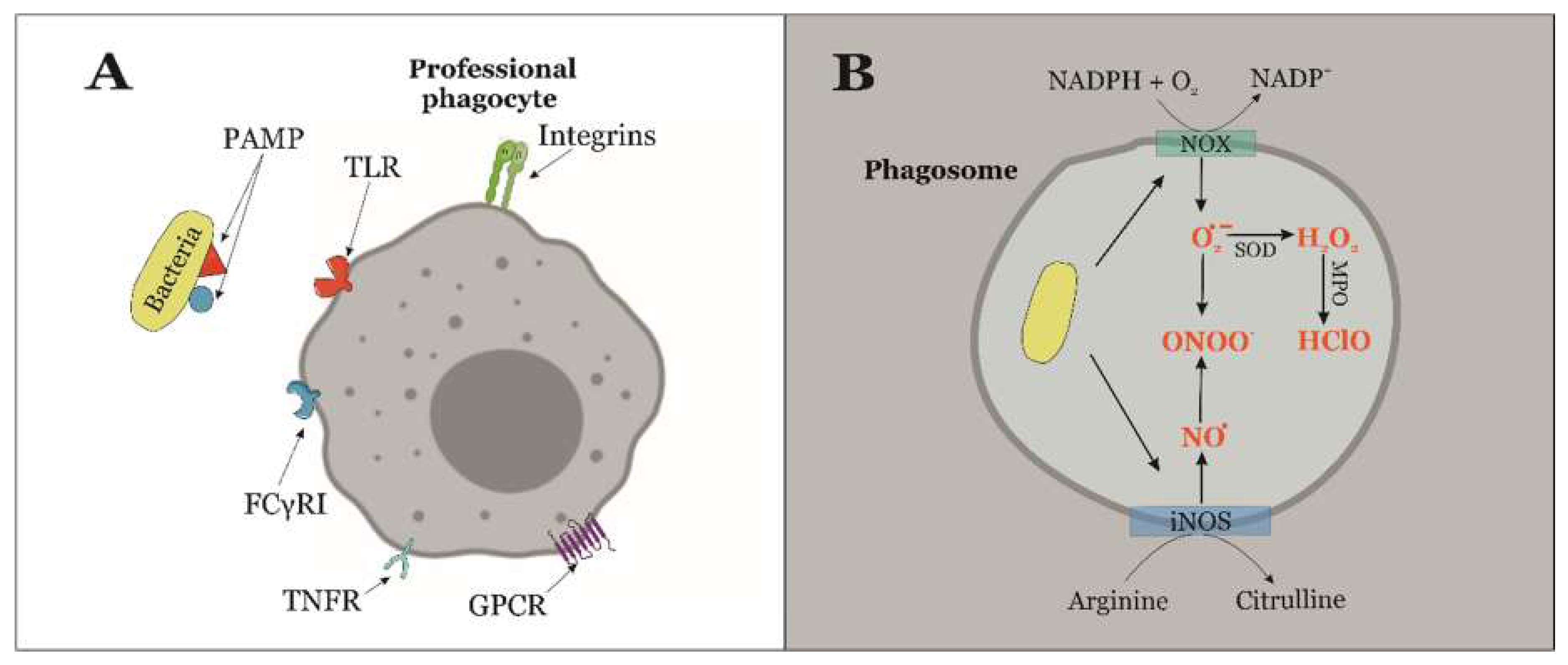 Antioxidants 09 00361 g001 Antioxidants 09 00361 g001