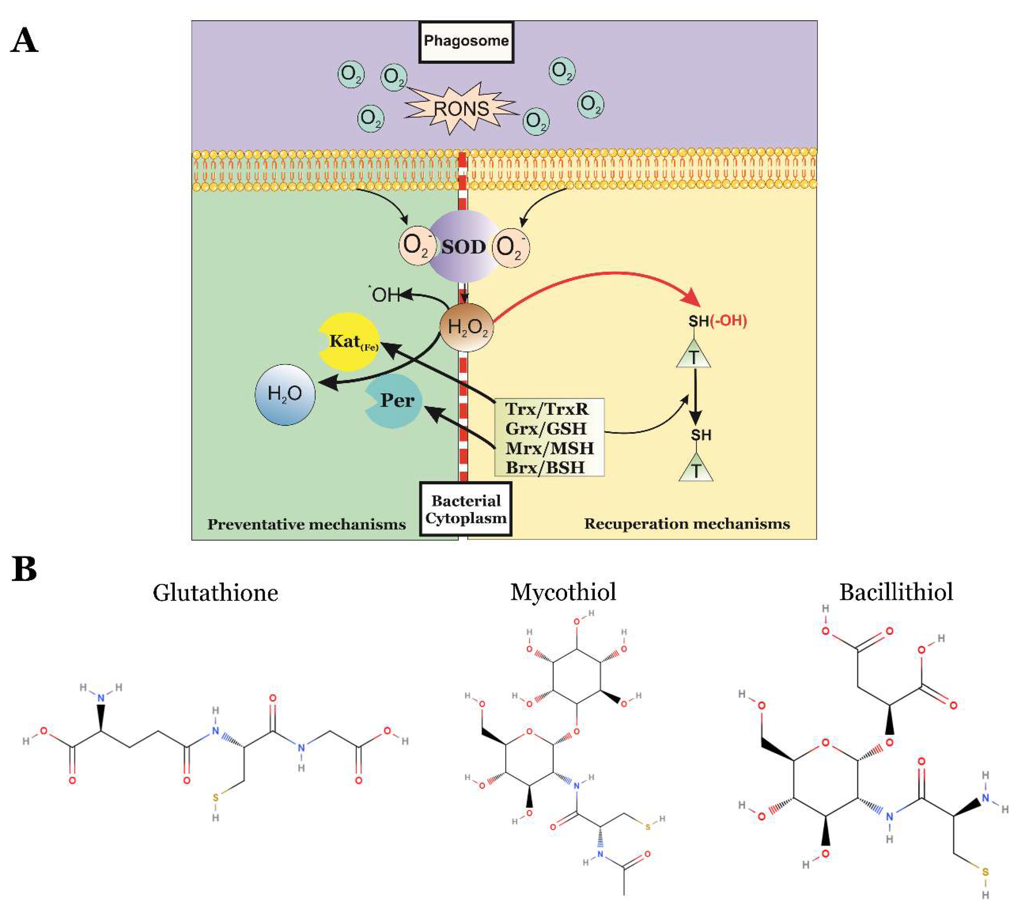 Antioxidants 09 00361 g003 Antioxidants 09 00361 g003