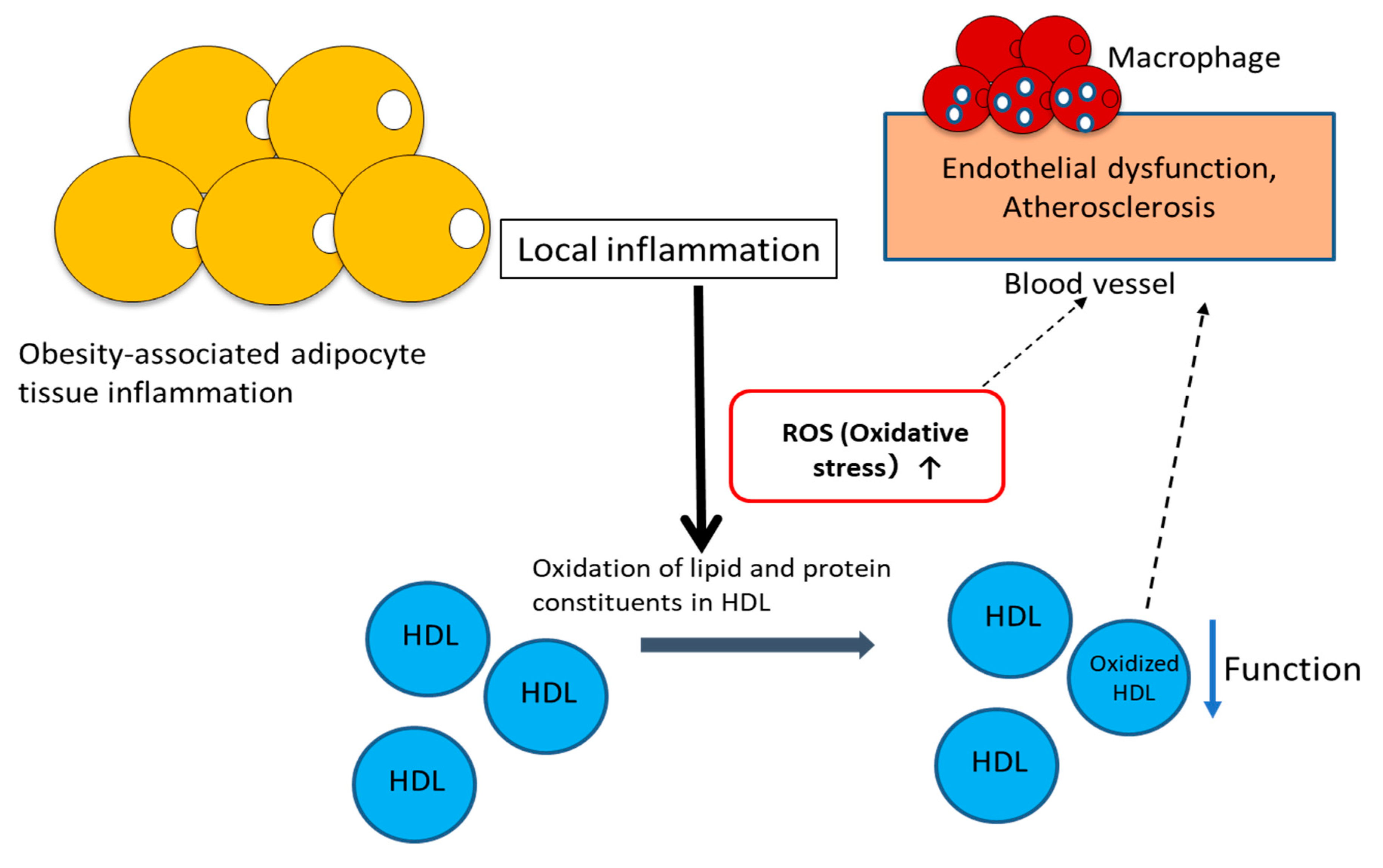 Antioxidants Free Full Text High Density Lipoprotein Hdl Triglyceride And Oxidized Hdl New Lipid Biomarkers Of Lipoprotein Related Atherosclerotic Cardiovascular Disease Html