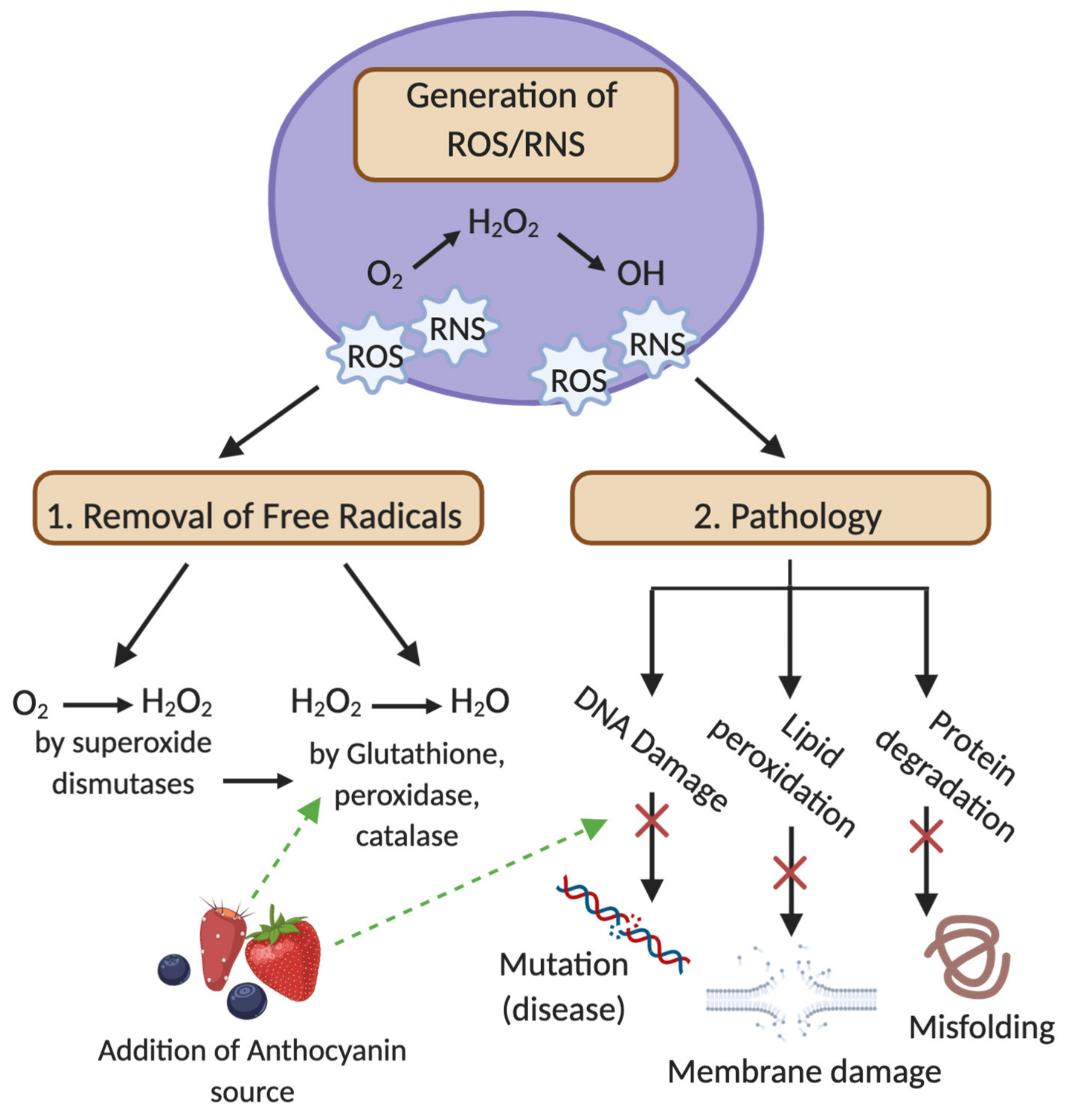 Antioxidants 09 00366 g002