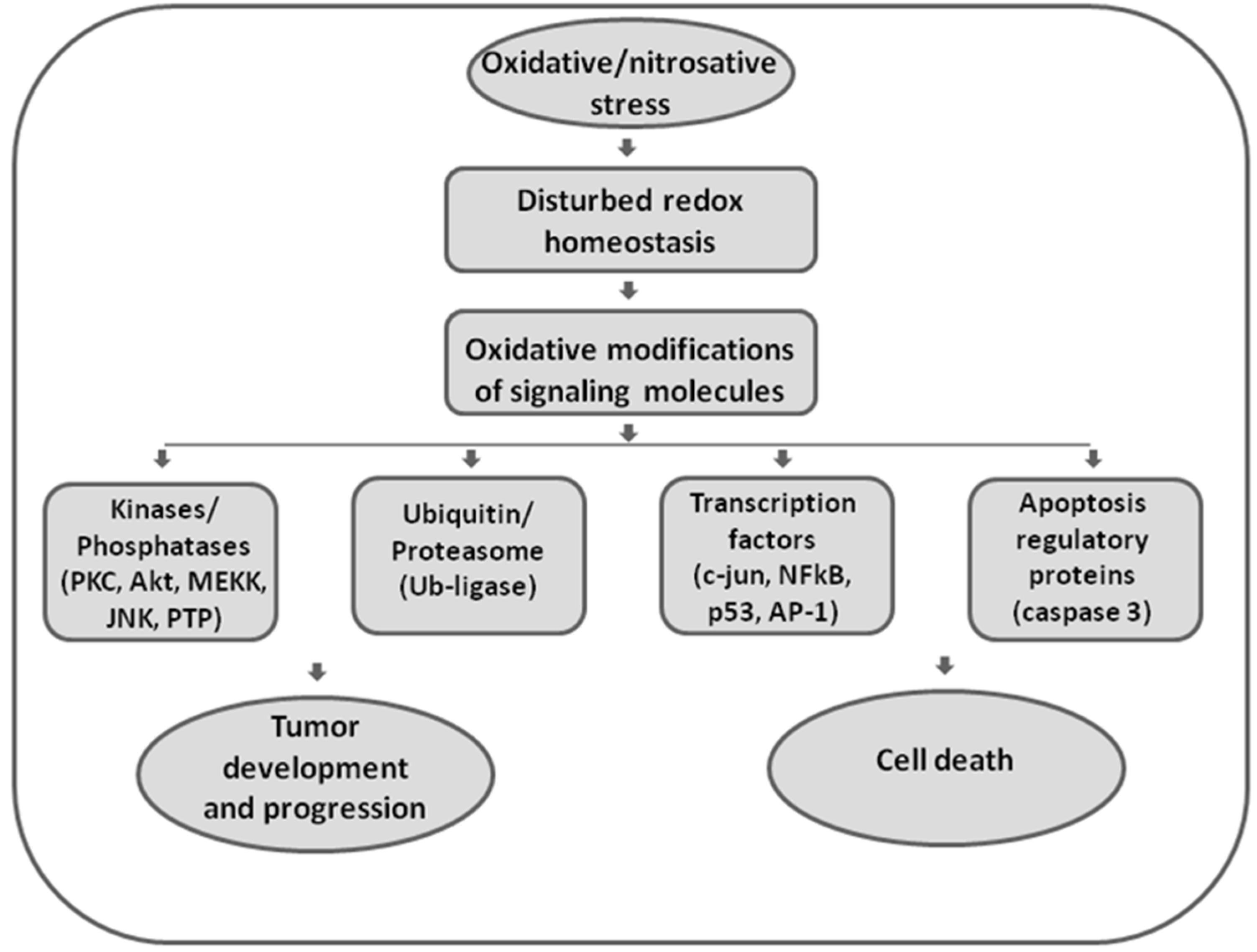 Antioxidants 09 00374 g001 Antioxidants 09 00374 g001