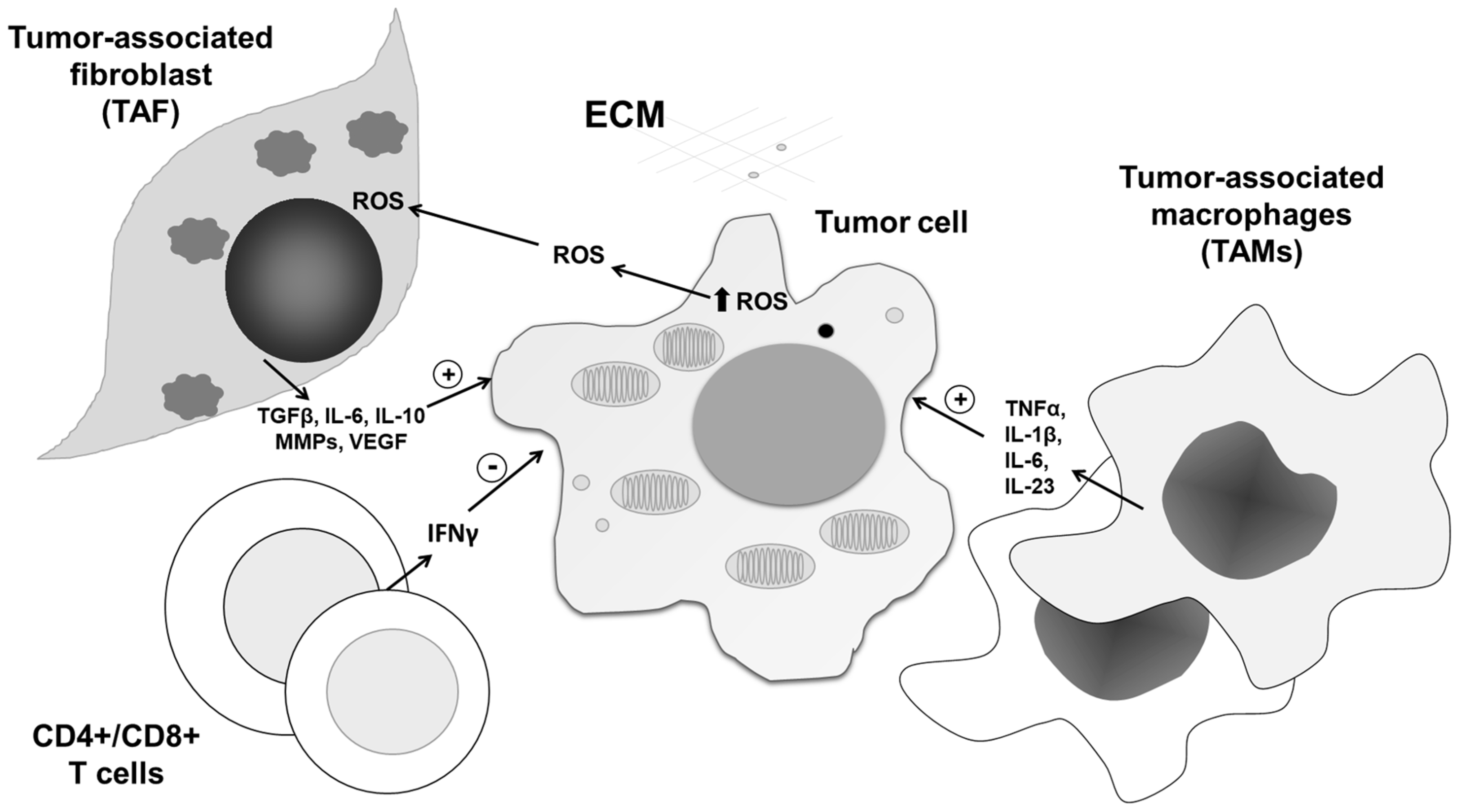 Antioxidants 09 00374 g005 Antioxidants 09 00374 g005