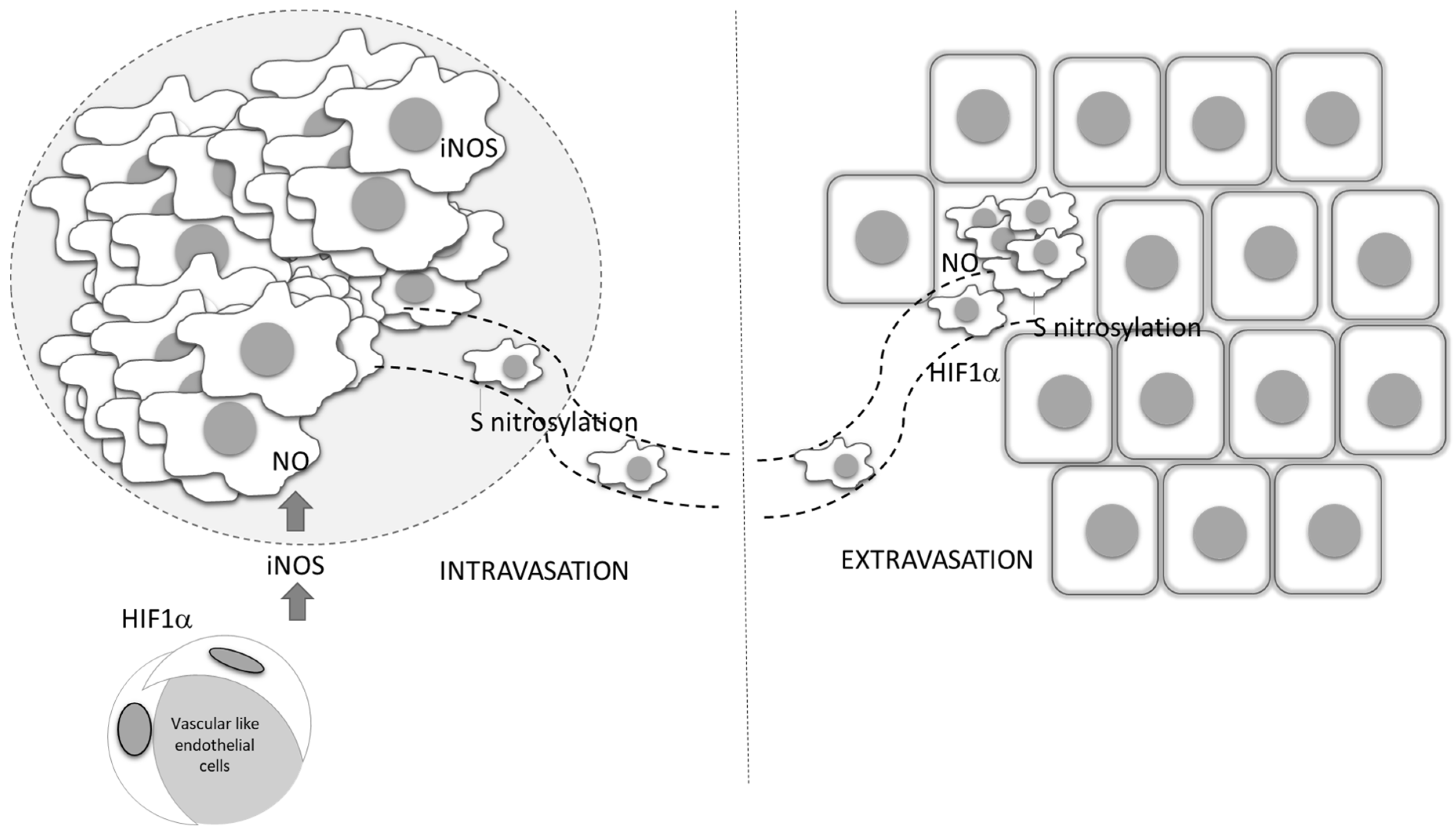 Antioxidants 09 00374 g006 Antioxidants 09 00374 g006