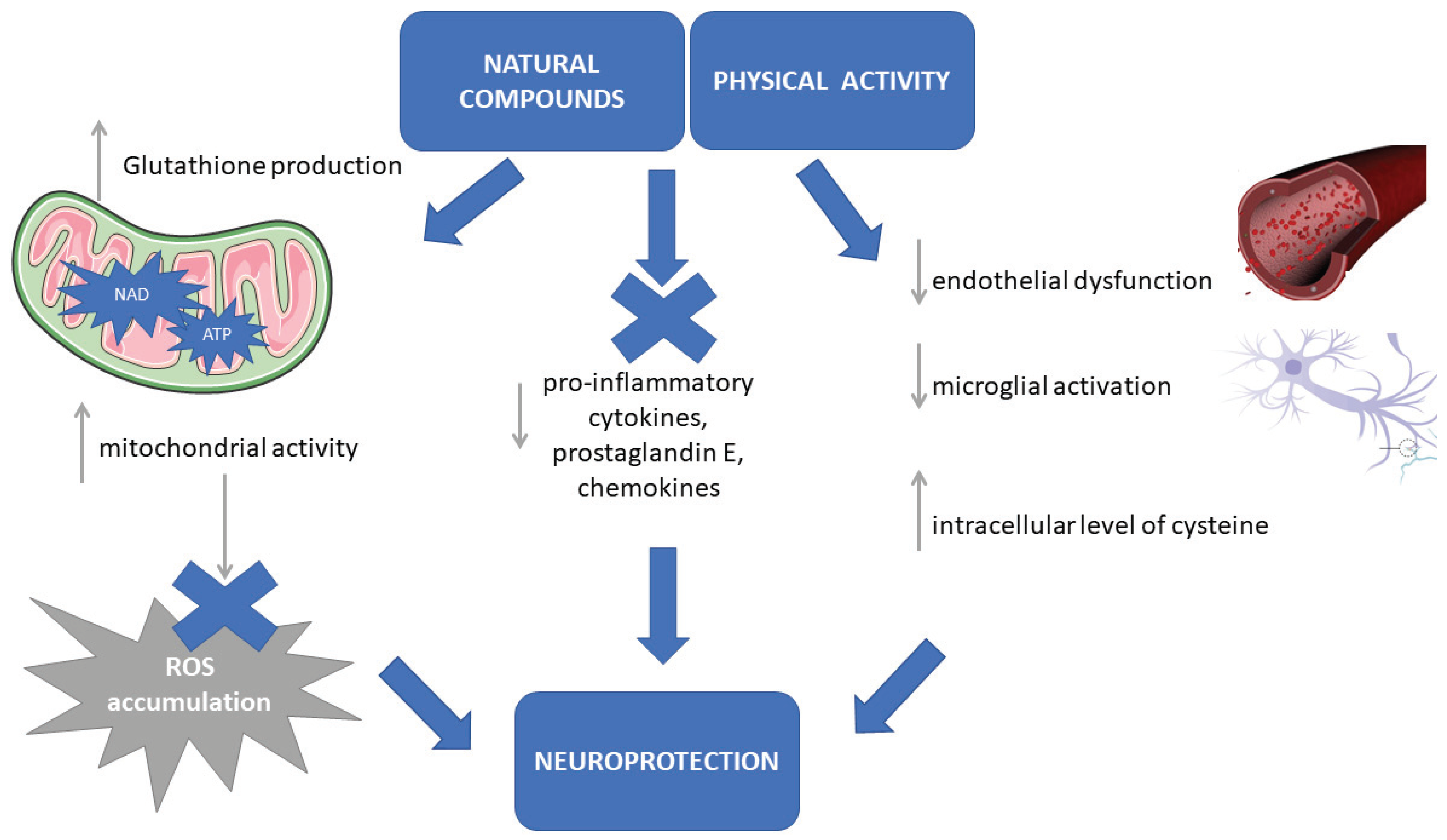 Antioxidants Free FullText Aerobic Exercise and Healthy Nutrition