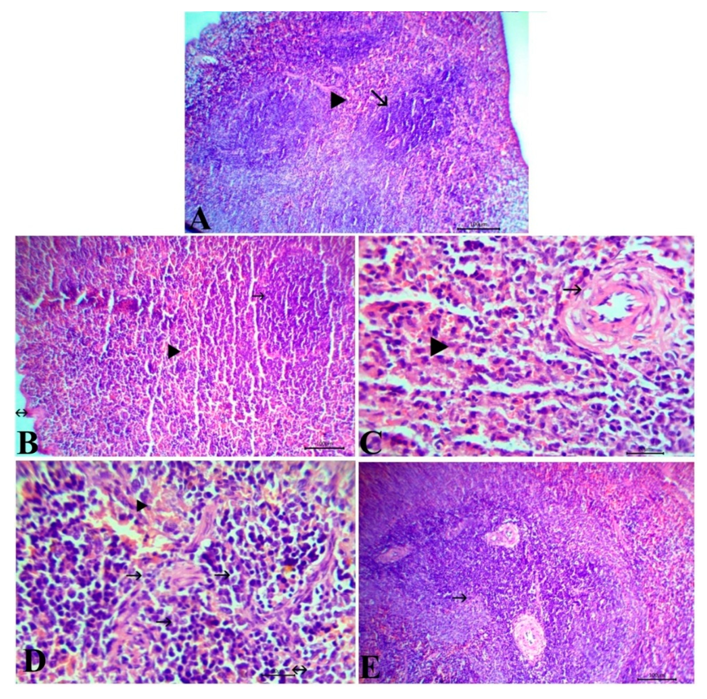 Antioxidants 09 00396 g006 Antioxidants 09 00396 g006