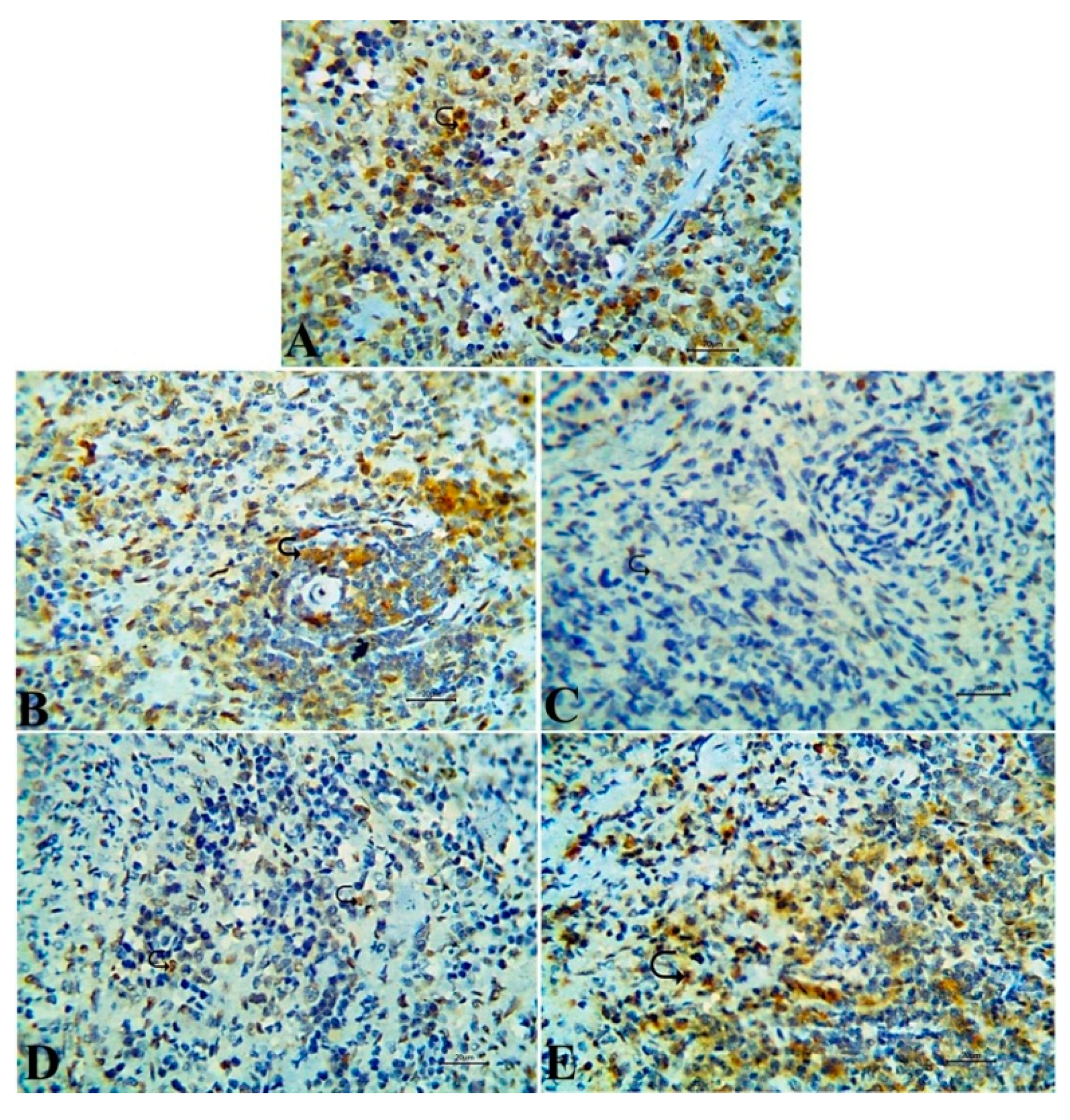 Antioxidants 09 00396 g008 Antioxidants 09 00396 g008