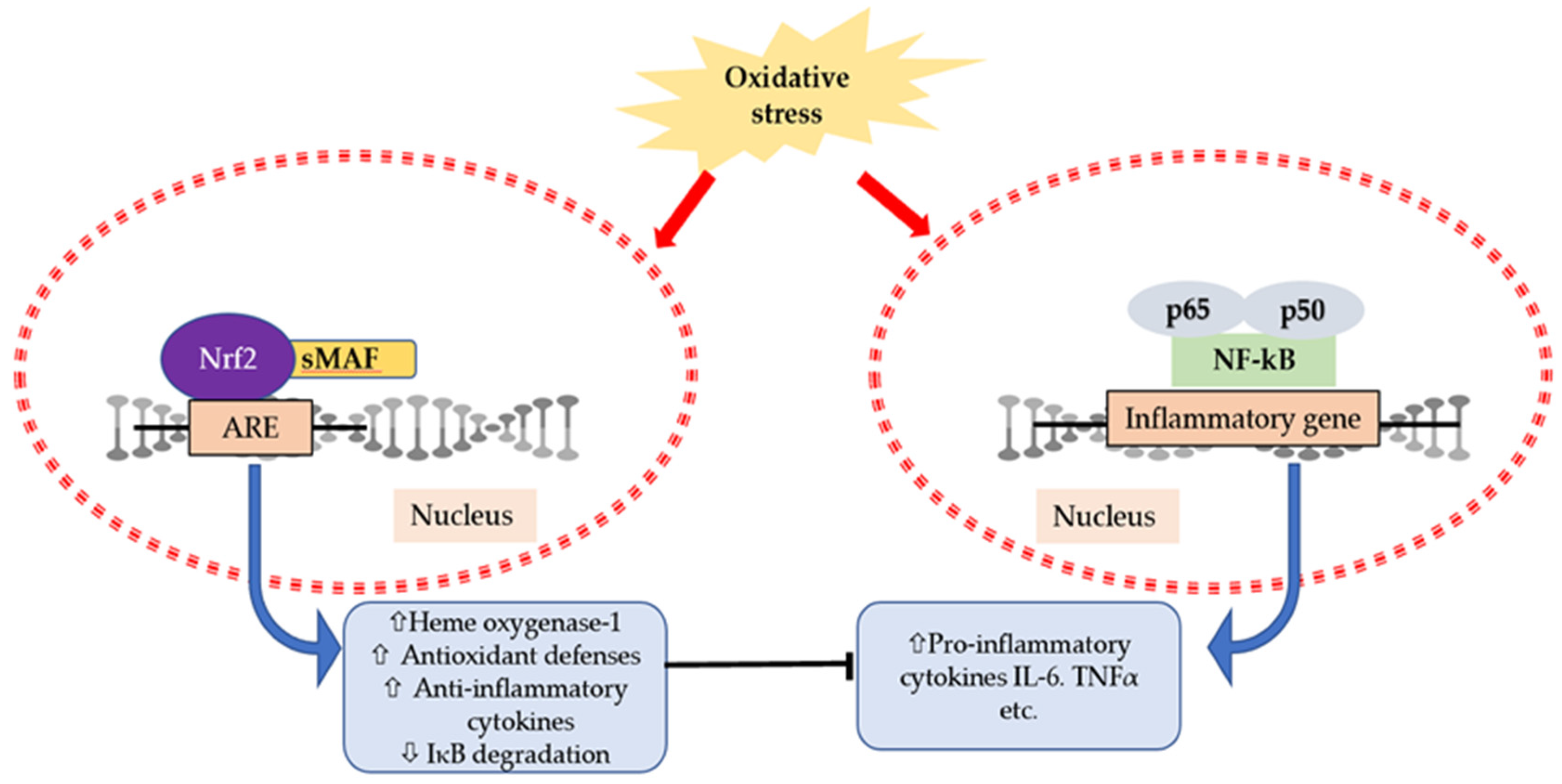 Antioxidants Free FullText Characterization and Modulation of