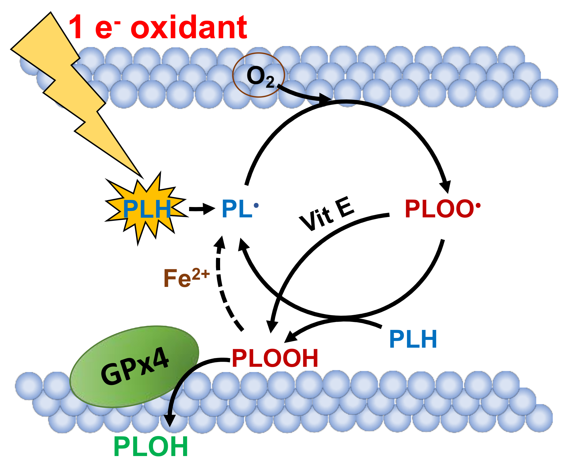 Antioxidants Free Full Text Understanding The Redox Biology Of Selenium In The Search Of Targeted Cancer Therapies Html