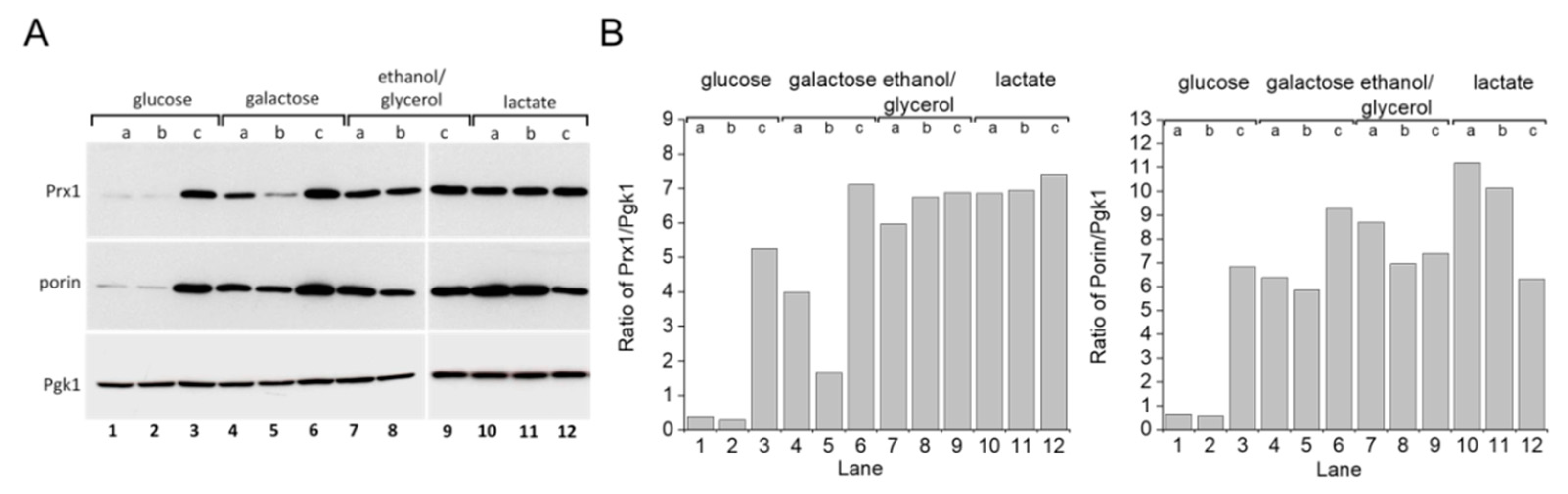 Antioxidants 09 00434 g005