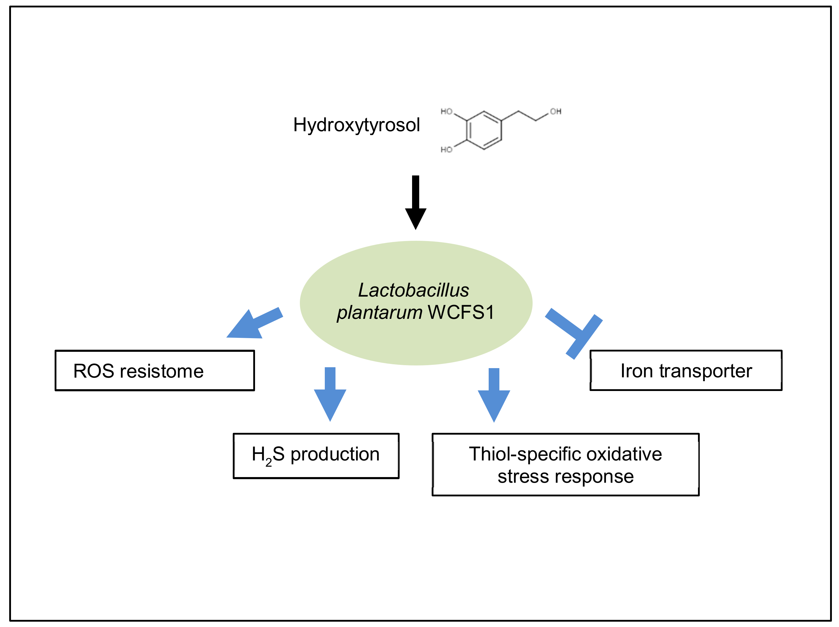 Antioxidants 09 00442 sch001 Antioxidants 09 00442 sch001
