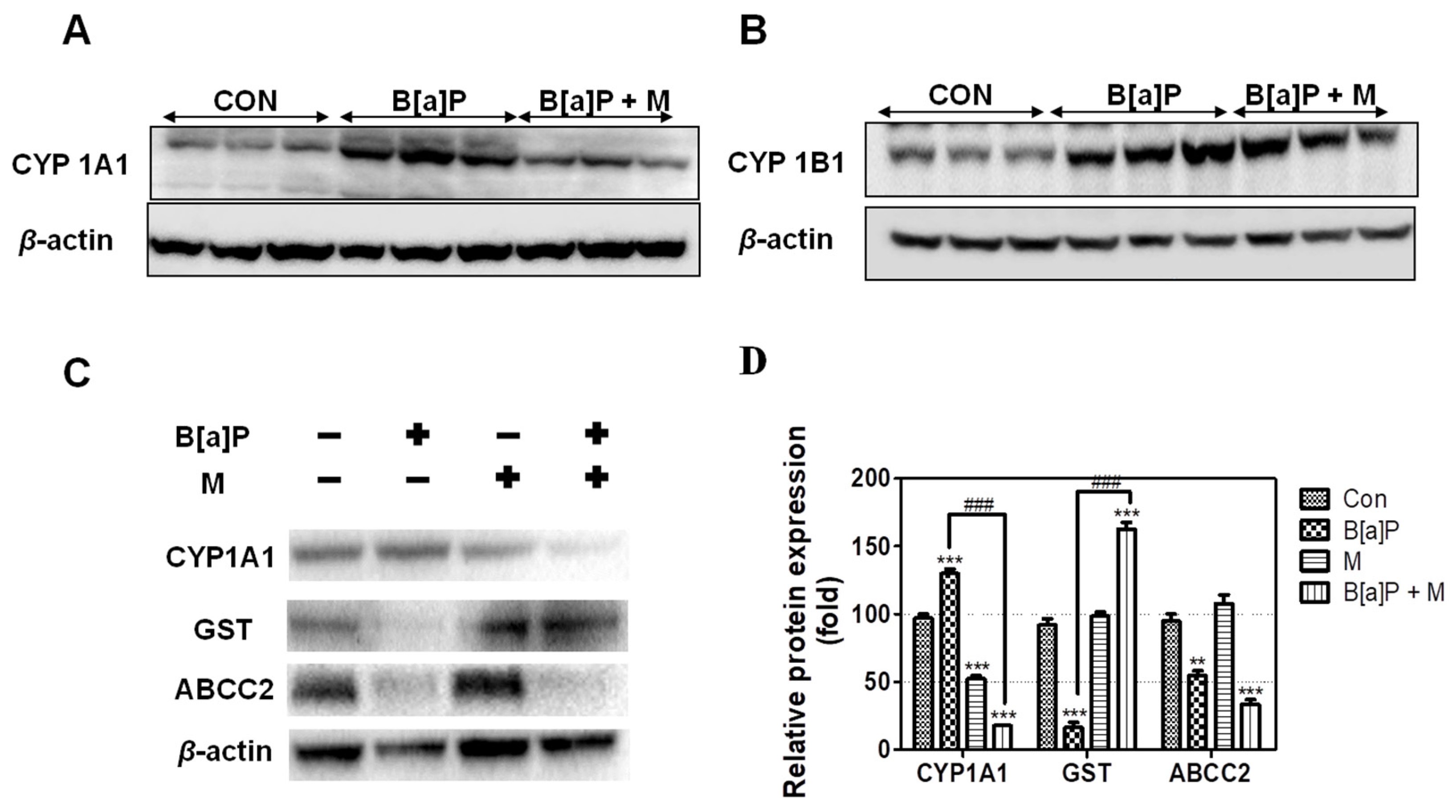 Antioxidants 09 00446 g005 Antioxidants 09 00446 g005