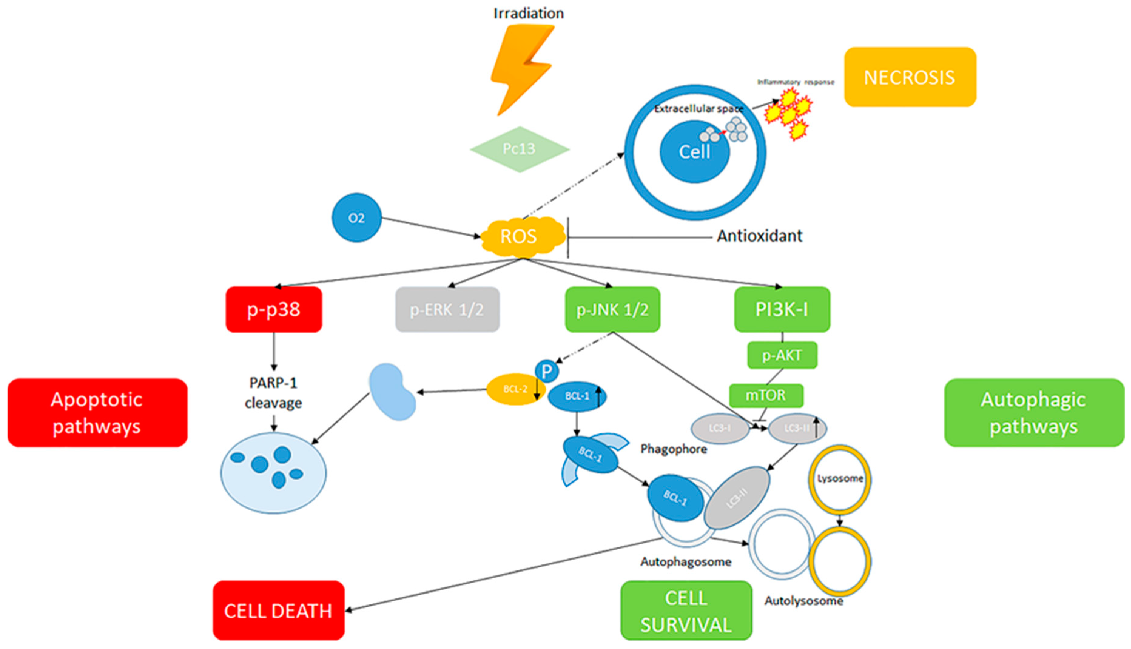 Antioxidants 09 00448 g003 Antioxidants 09 00448 g003