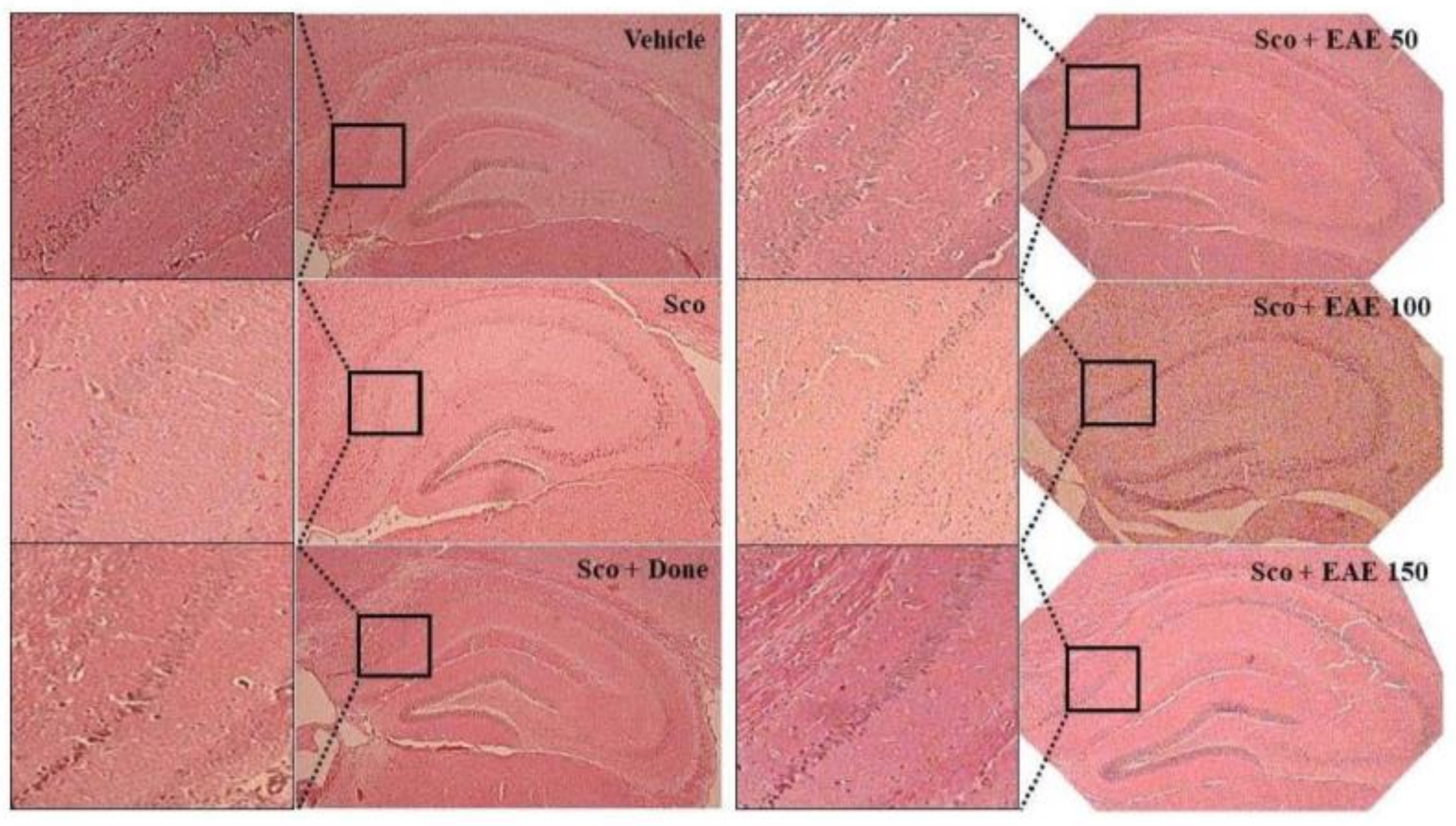 Antioxidants 09 00449 g007 Antioxidants 09 00449 g007