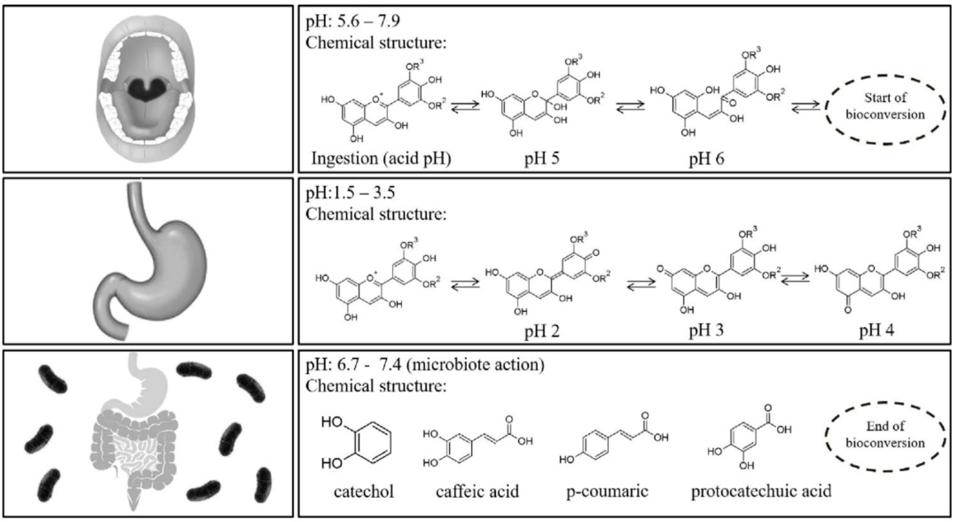 Antioxidants 09 00451 g003