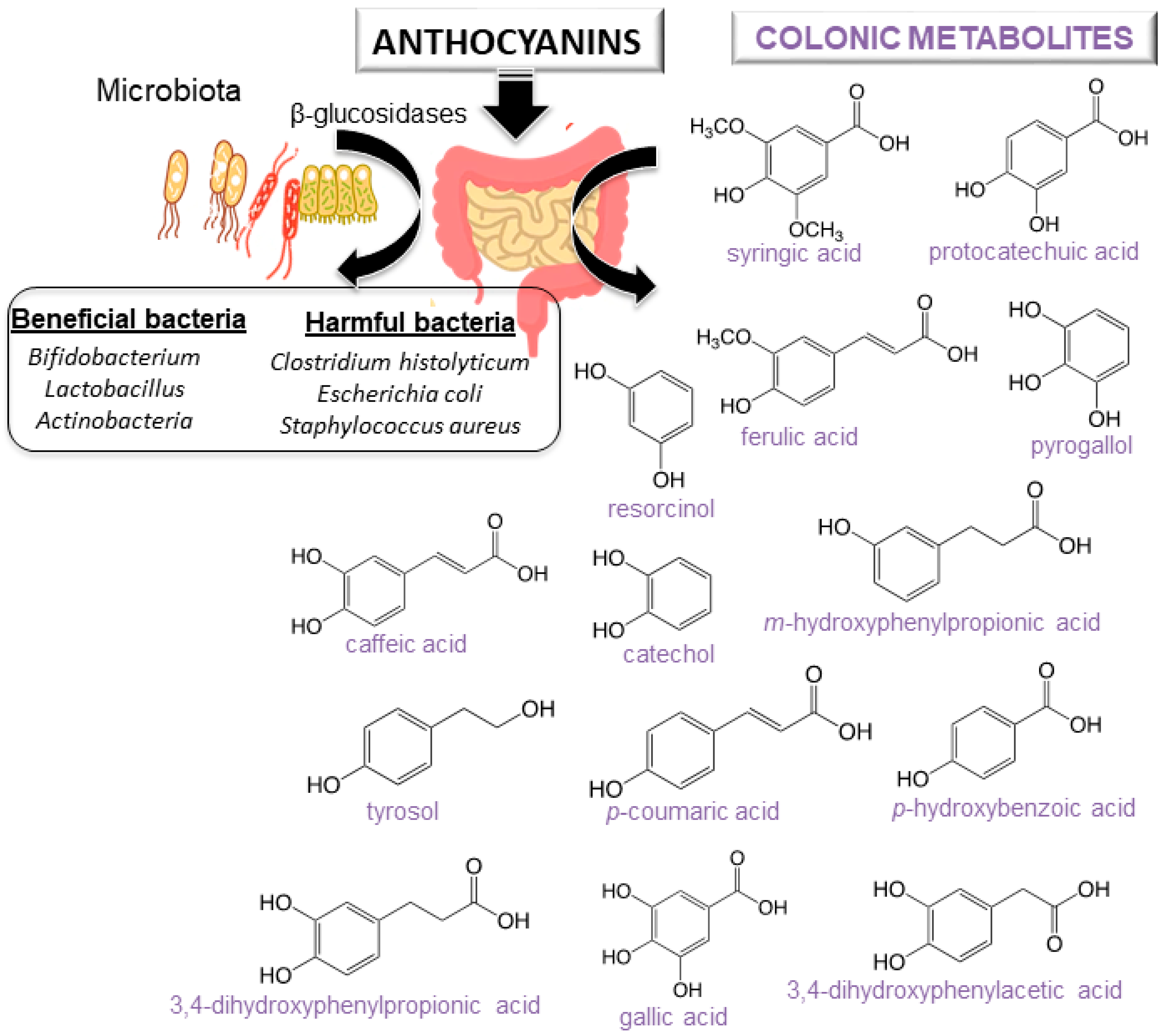 Antioxidants 09 00451 g004