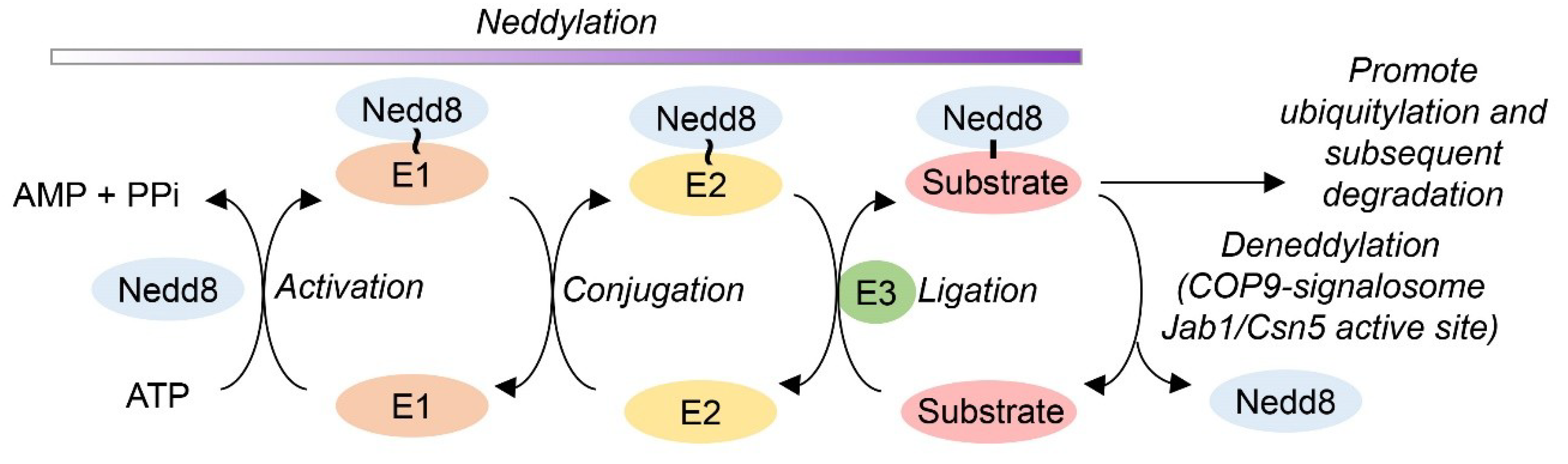 Antioxidants 09 00452 g001 Antioxidants 09 00452 g001