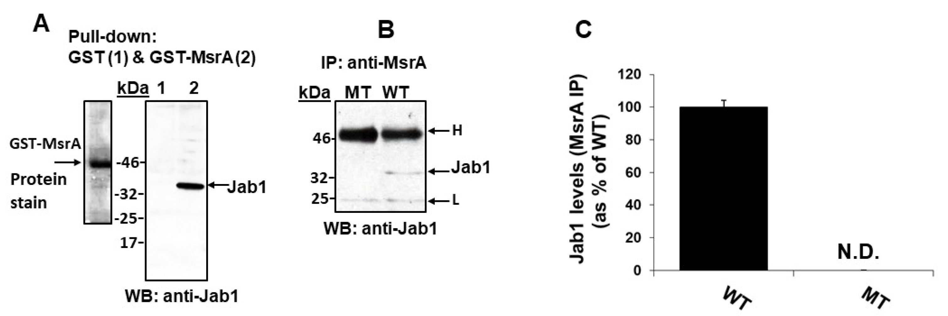 Antioxidants 09 00452 g002 Antioxidants 09 00452 g002