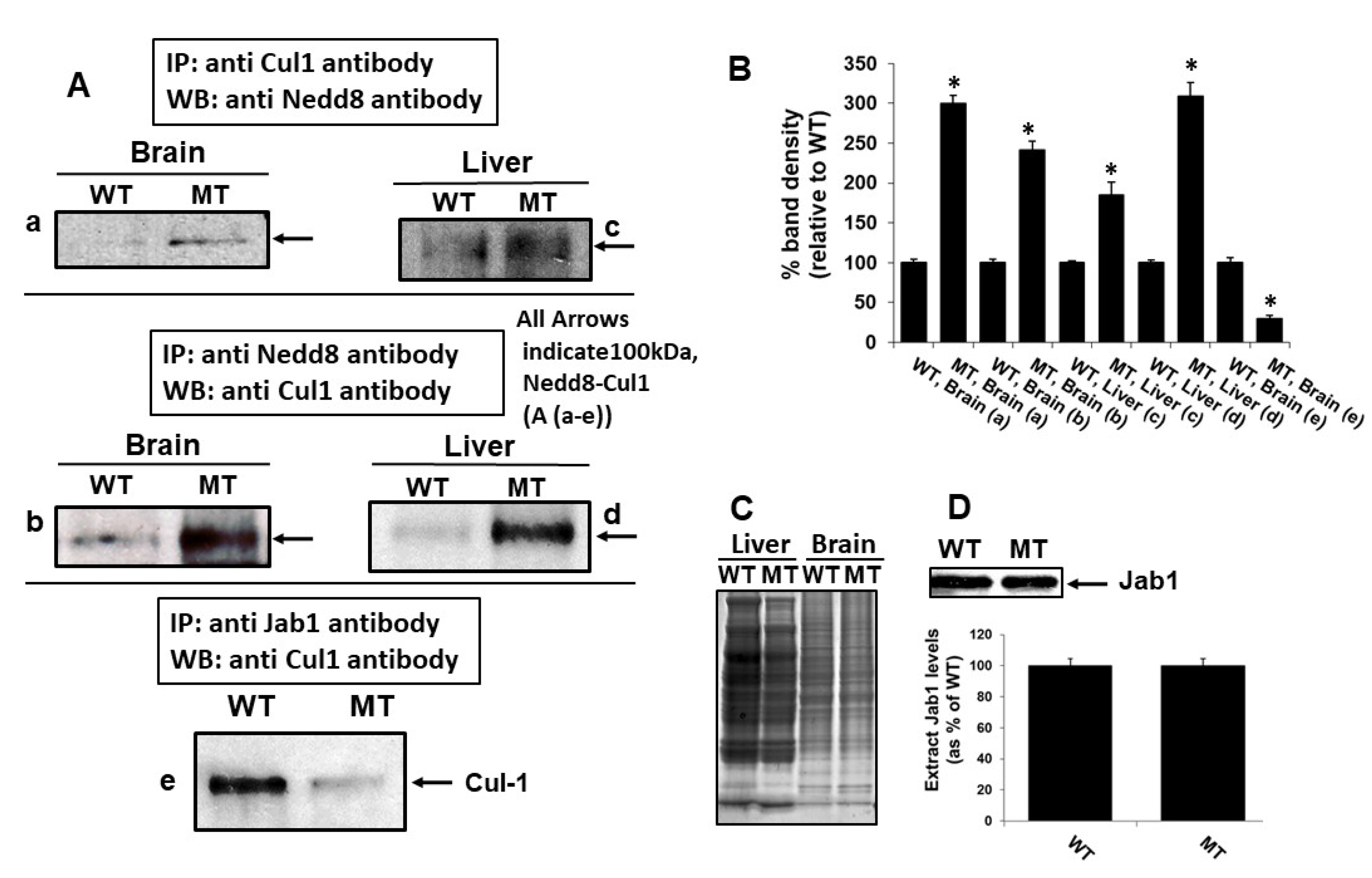 Antioxidants 09 00452 g004 Antioxidants 09 00452 g004