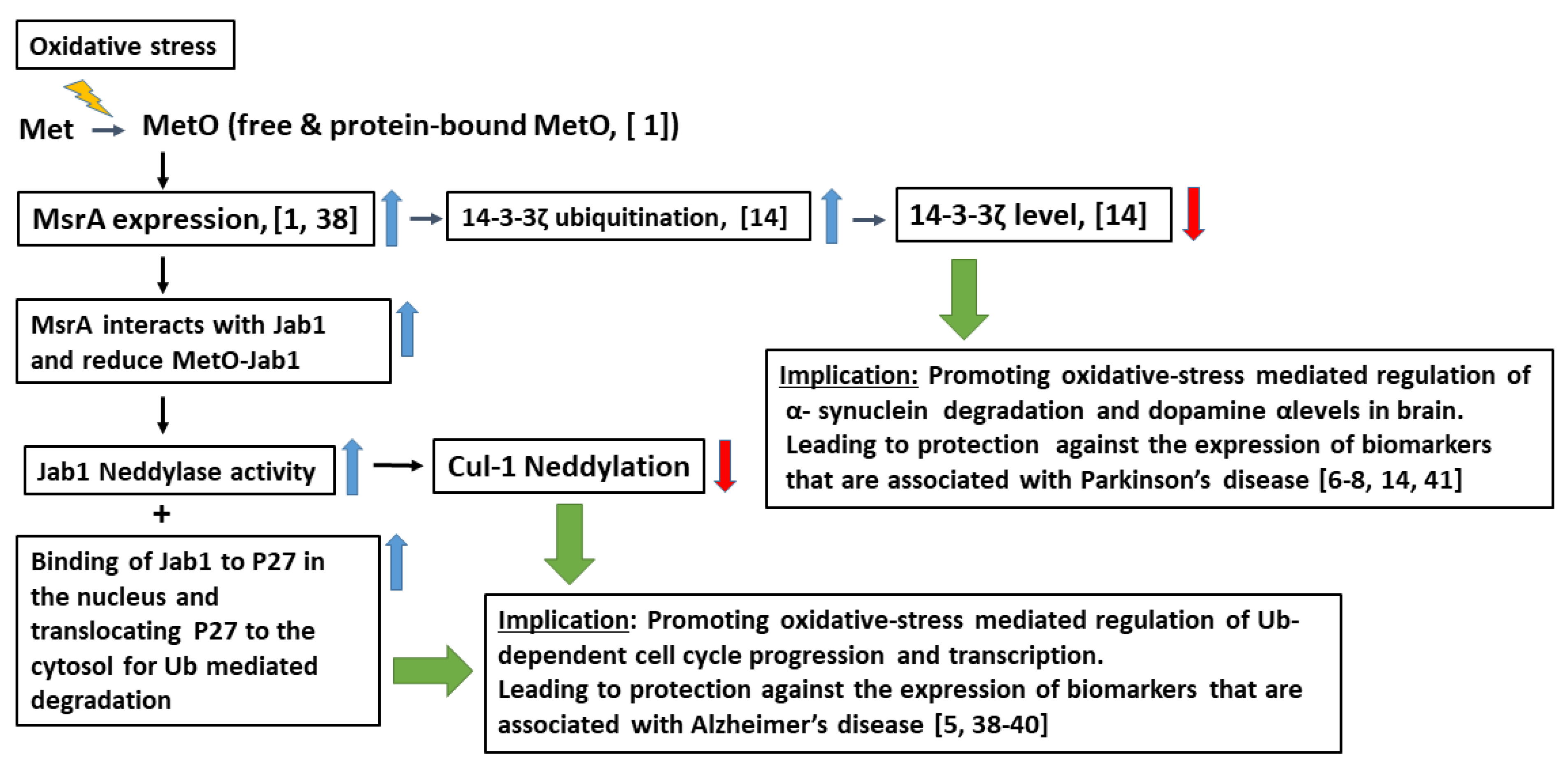 Antioxidants 09 00452 g007 Antioxidants 09 00452 g007