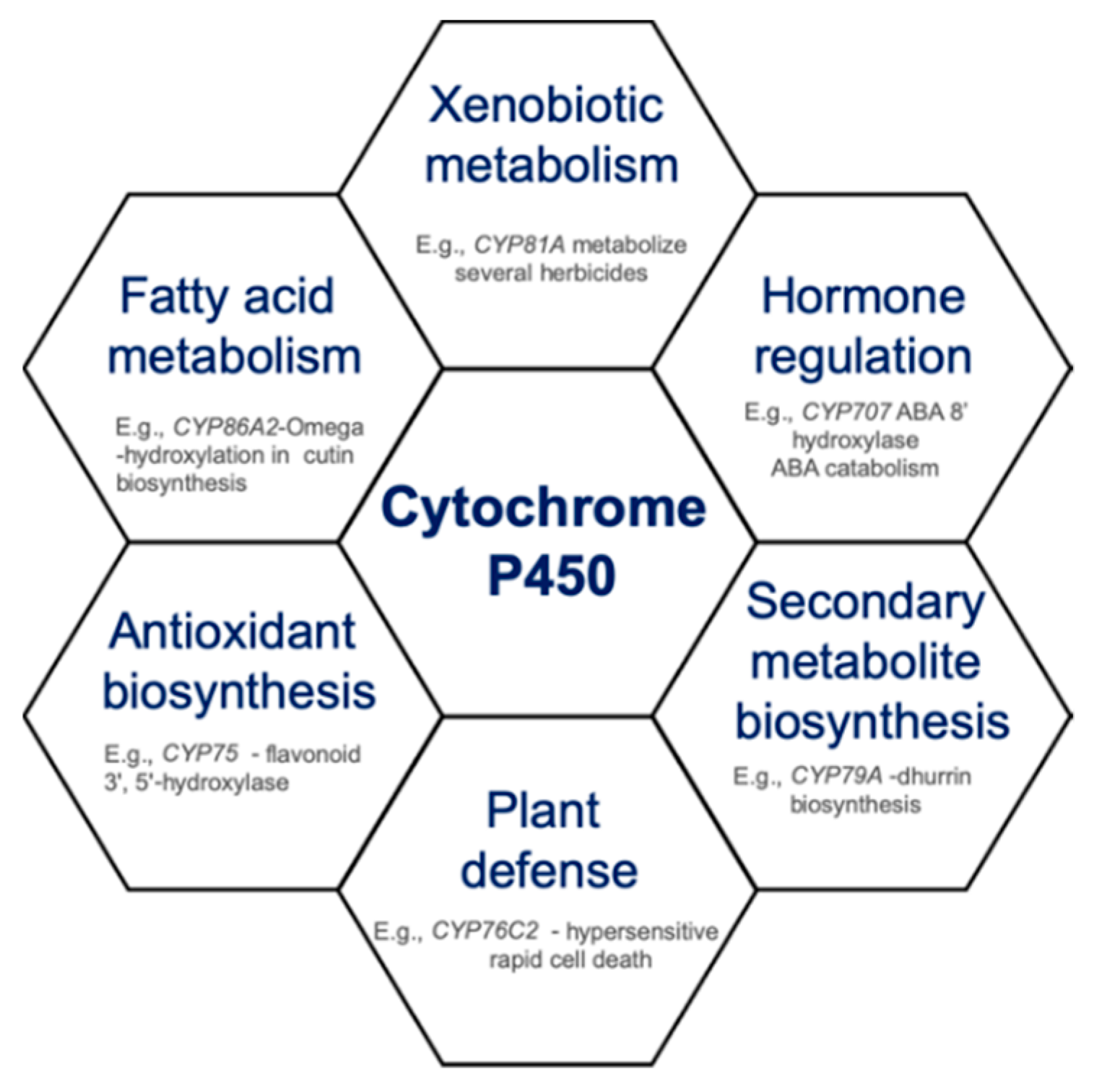 Antioxidants | Free Full-Text | Role of Cytochrome P450 Enzymes in ...