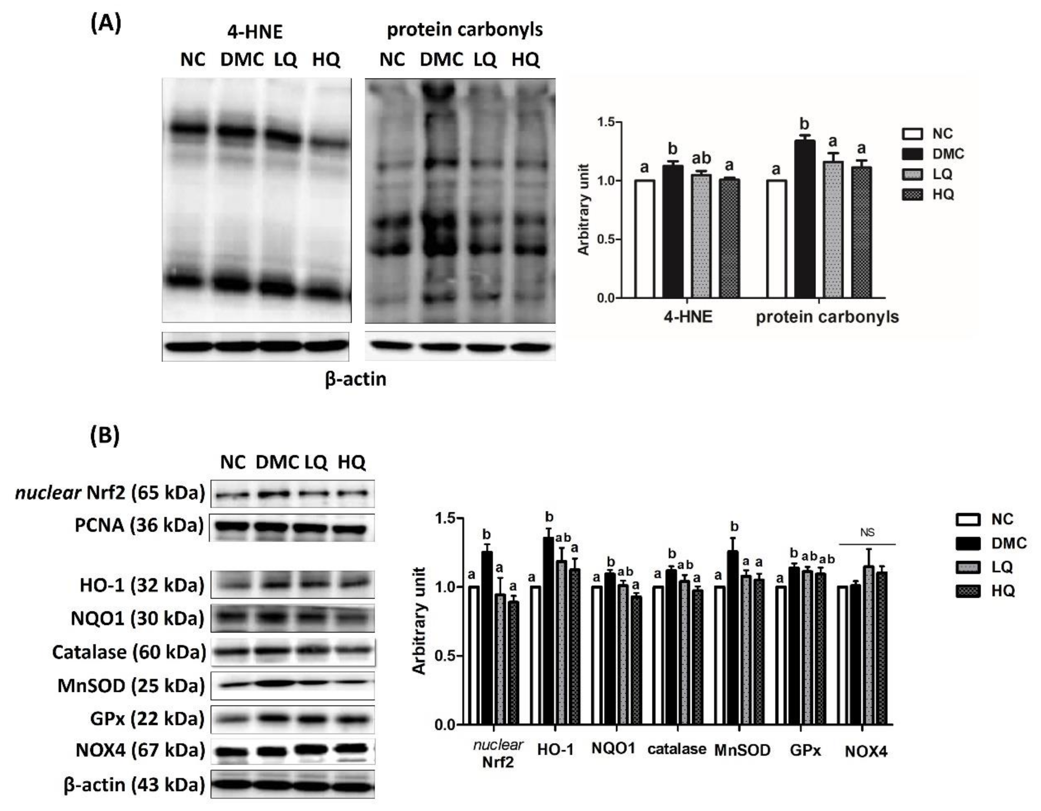 Antioxidants 09 00459 g003 Antioxidants 09 00459 g003