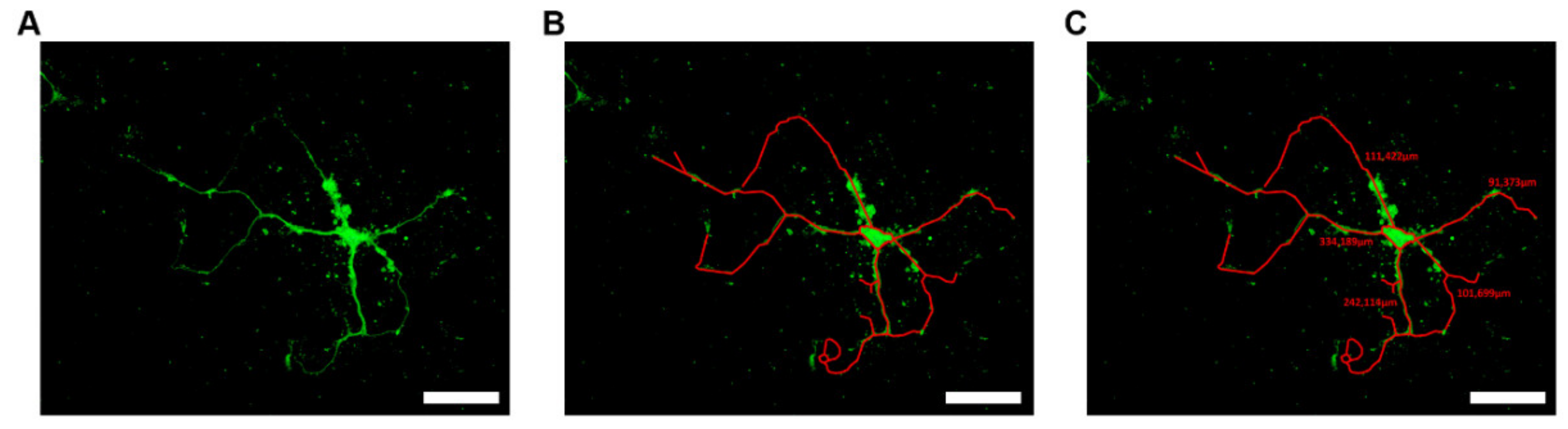 Antioxidants 09 00460 g001
