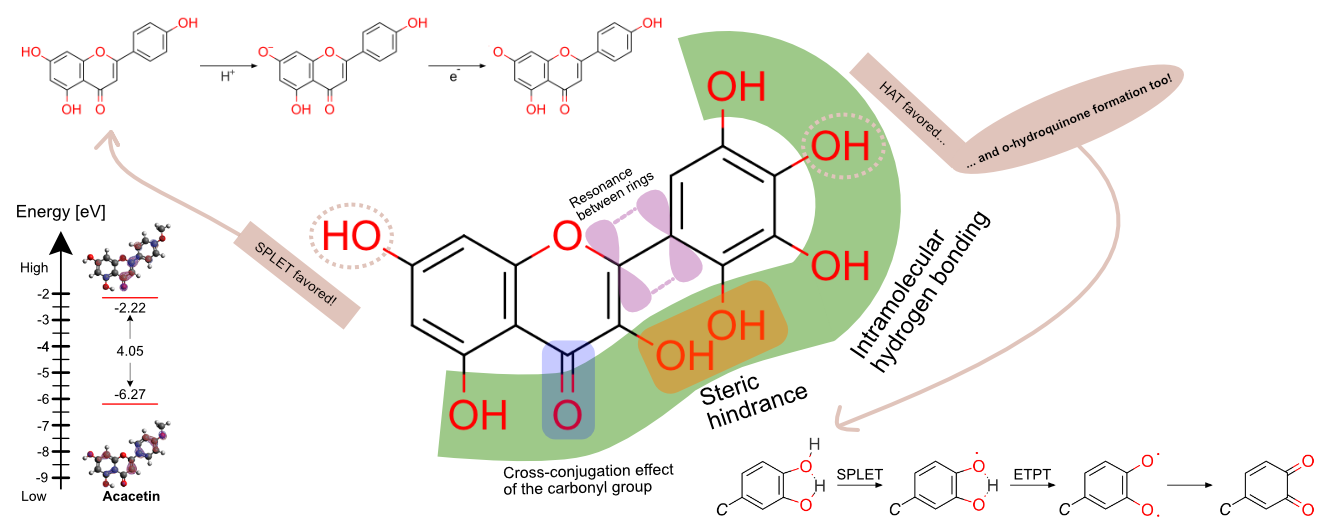 Antioxidants Free FullText Flavones’ and Flavonols’ Antiradical