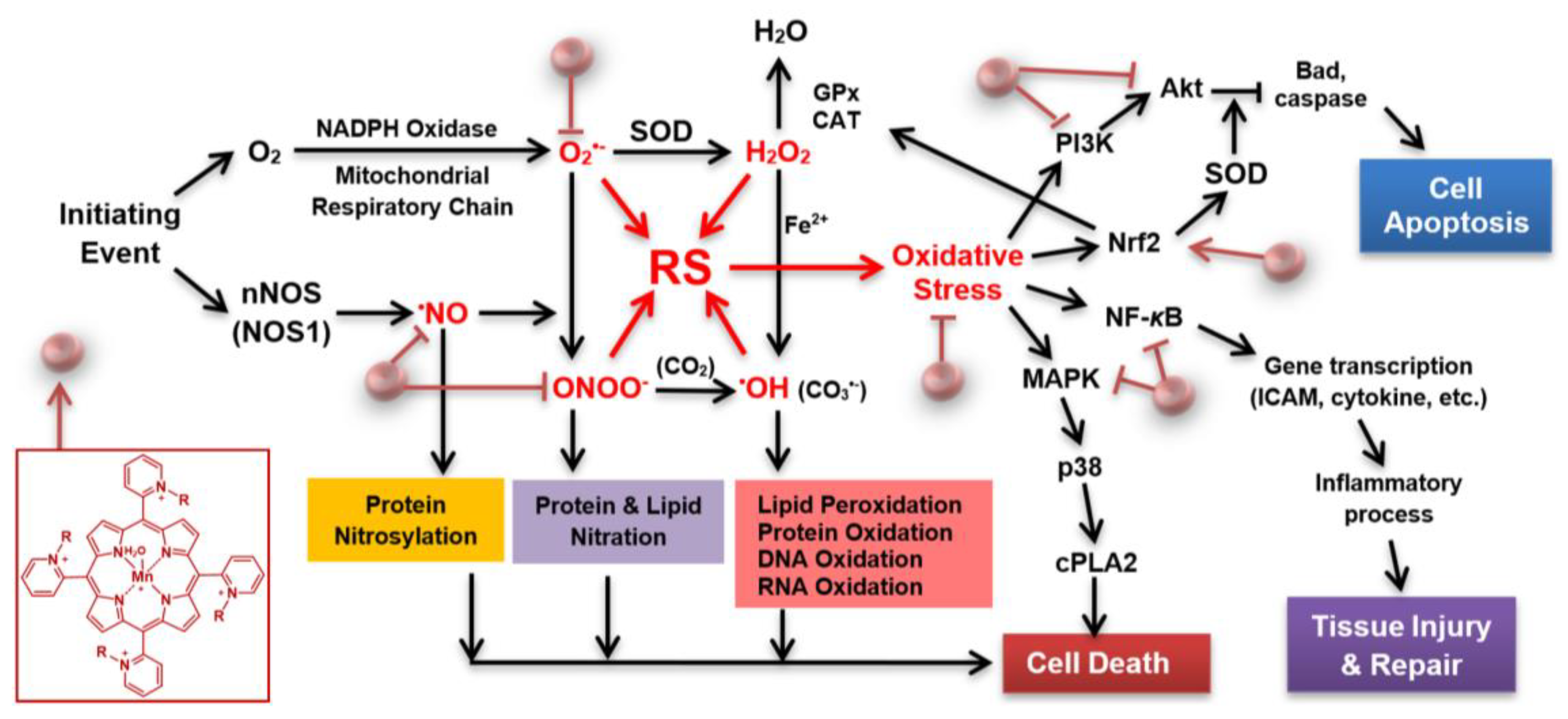 Antioxidants 09 00467 g001 Antioxidants 09 00467 g001