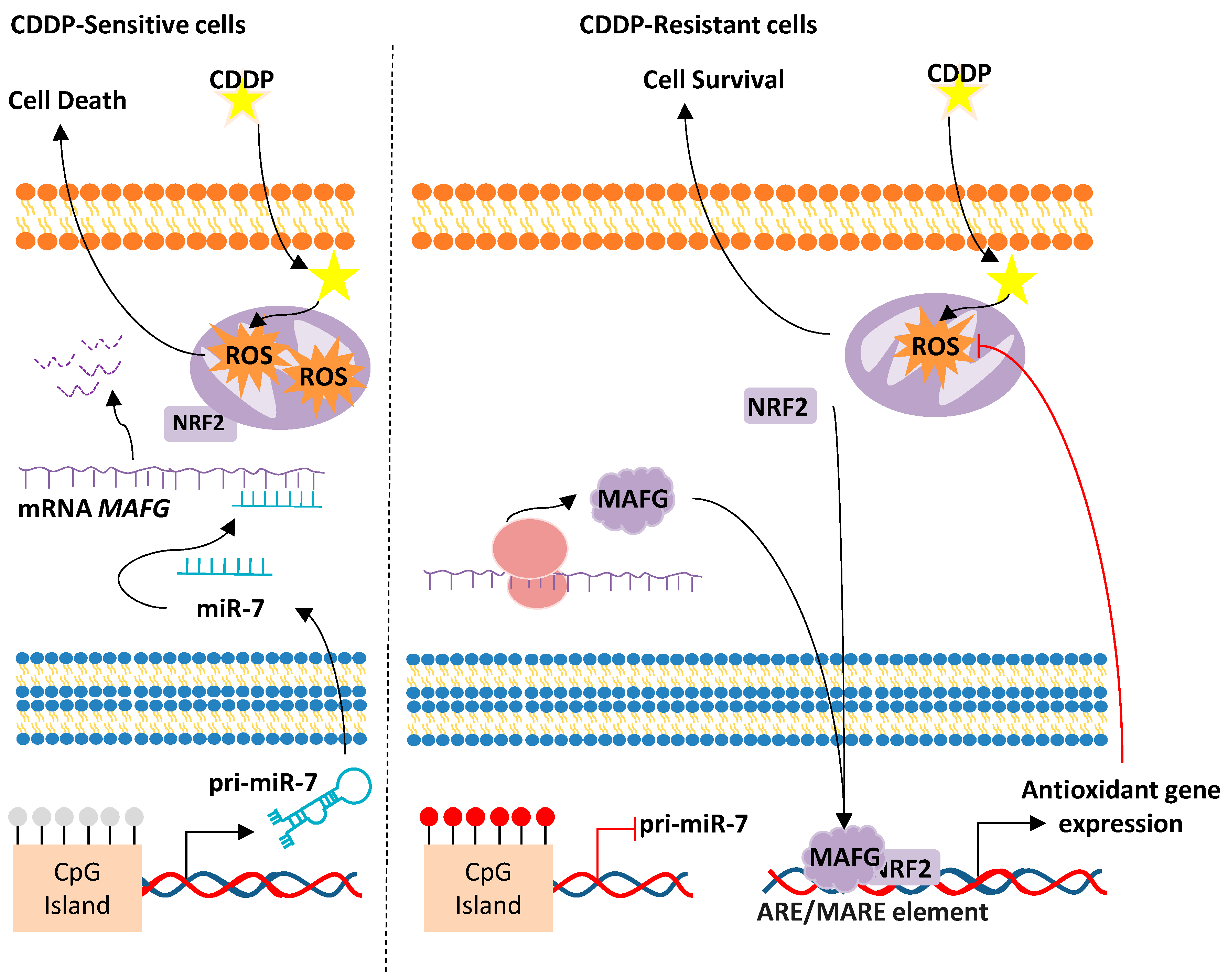 Antioxidants 09 00468 g003 Antioxidants 09 00468 g003