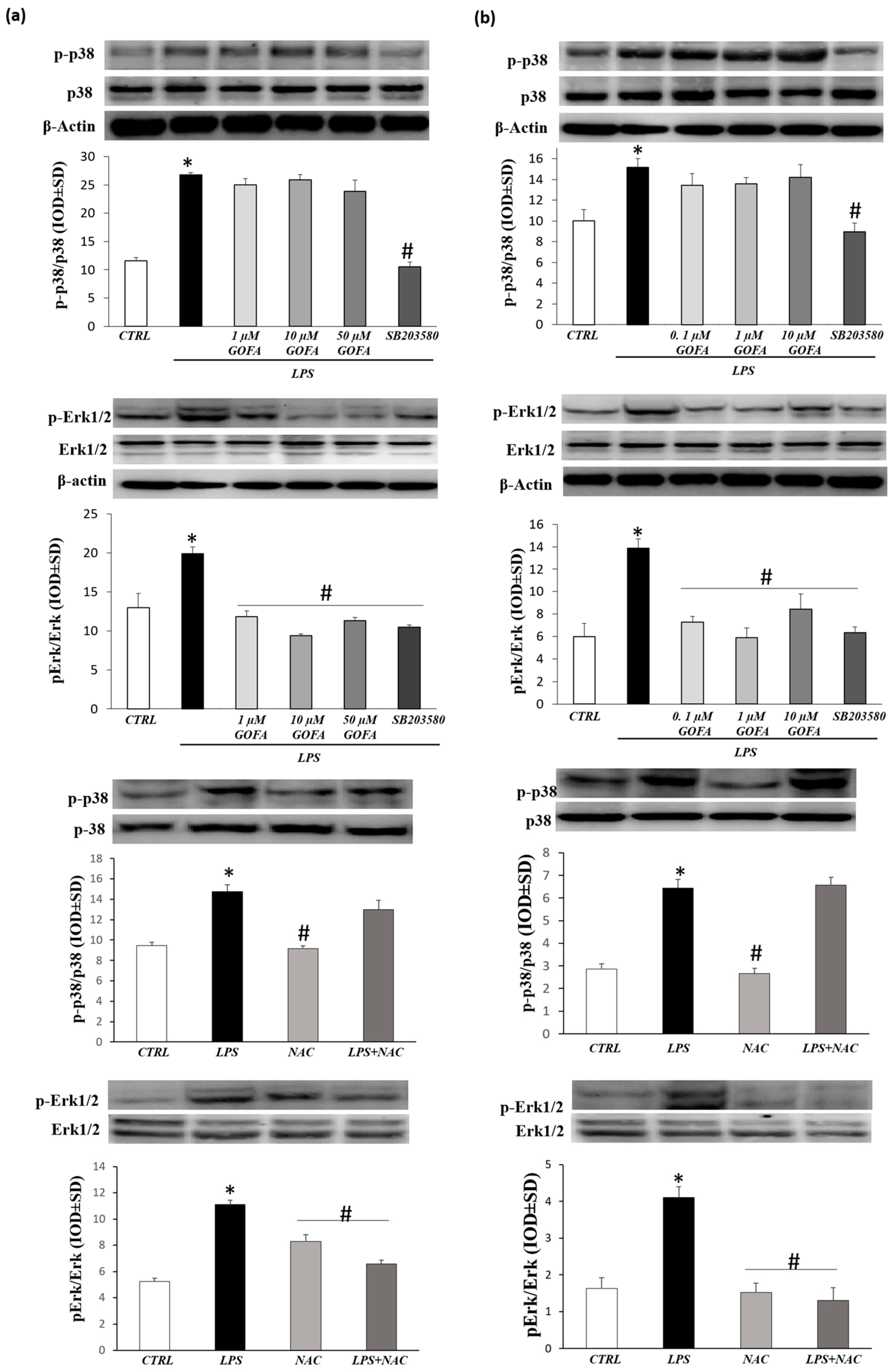 Antioxidants 09 00470 g008 Antioxidants 09 00470 g008
