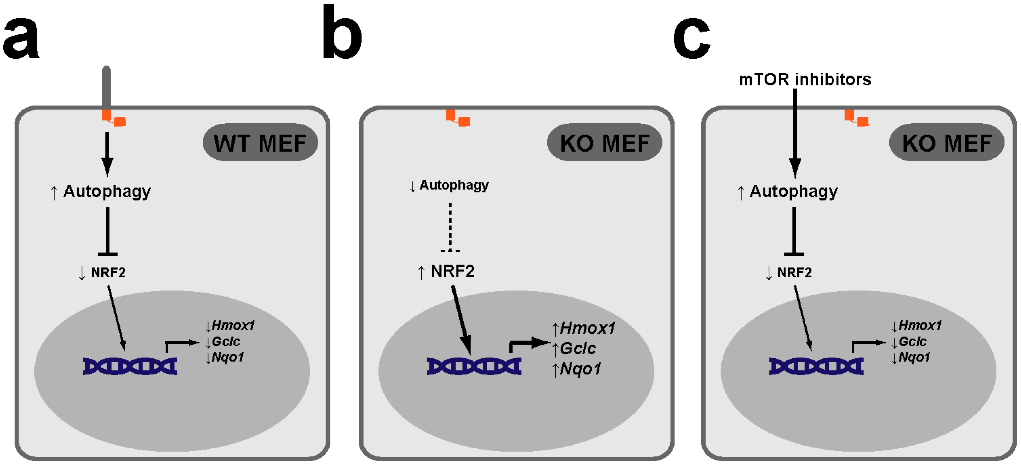 Antioxidants 09 00475 g004 Antioxidants 09 00475 g004