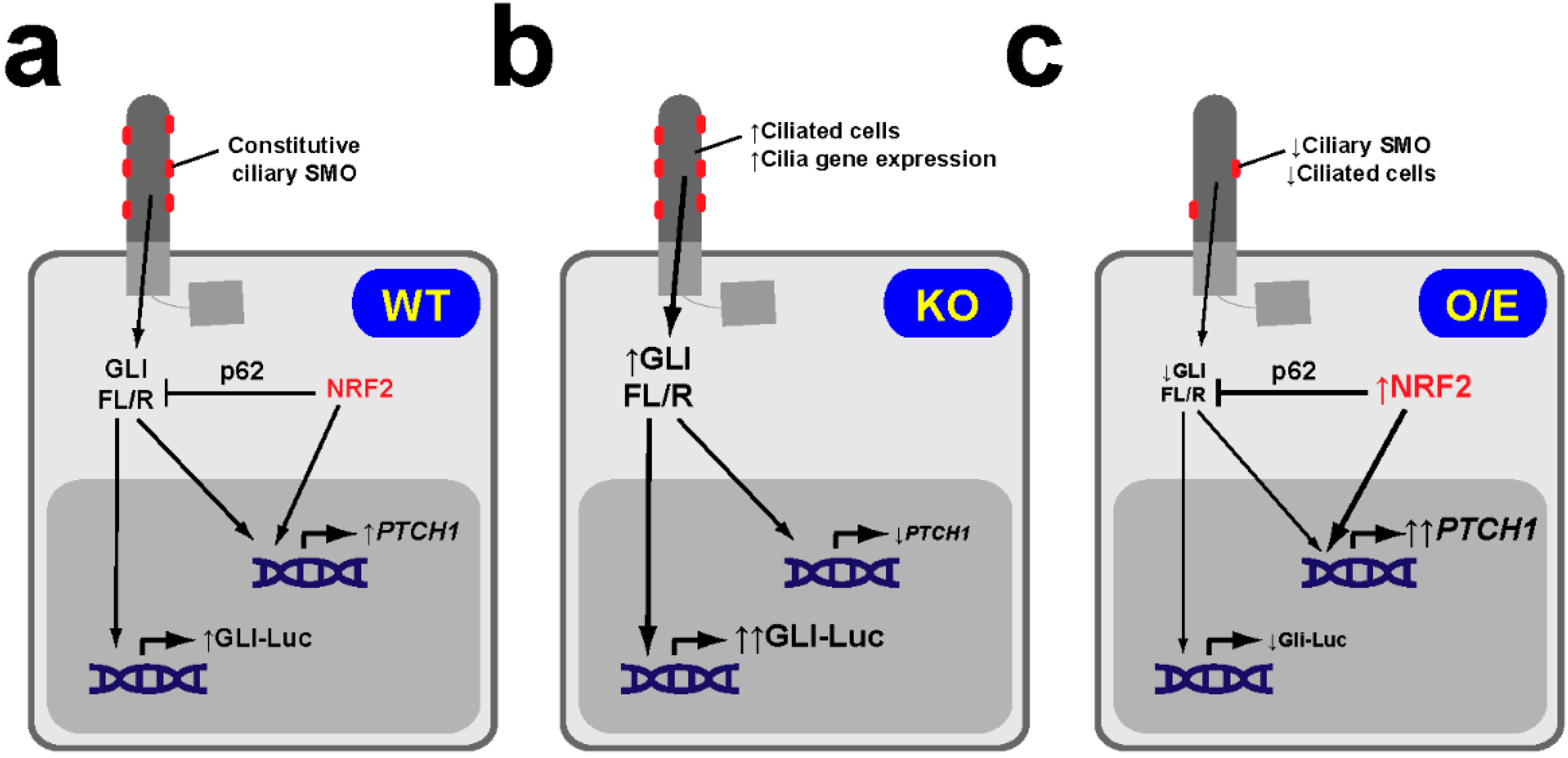 Antioxidants 09 00475 g006 Antioxidants 09 00475 g006
