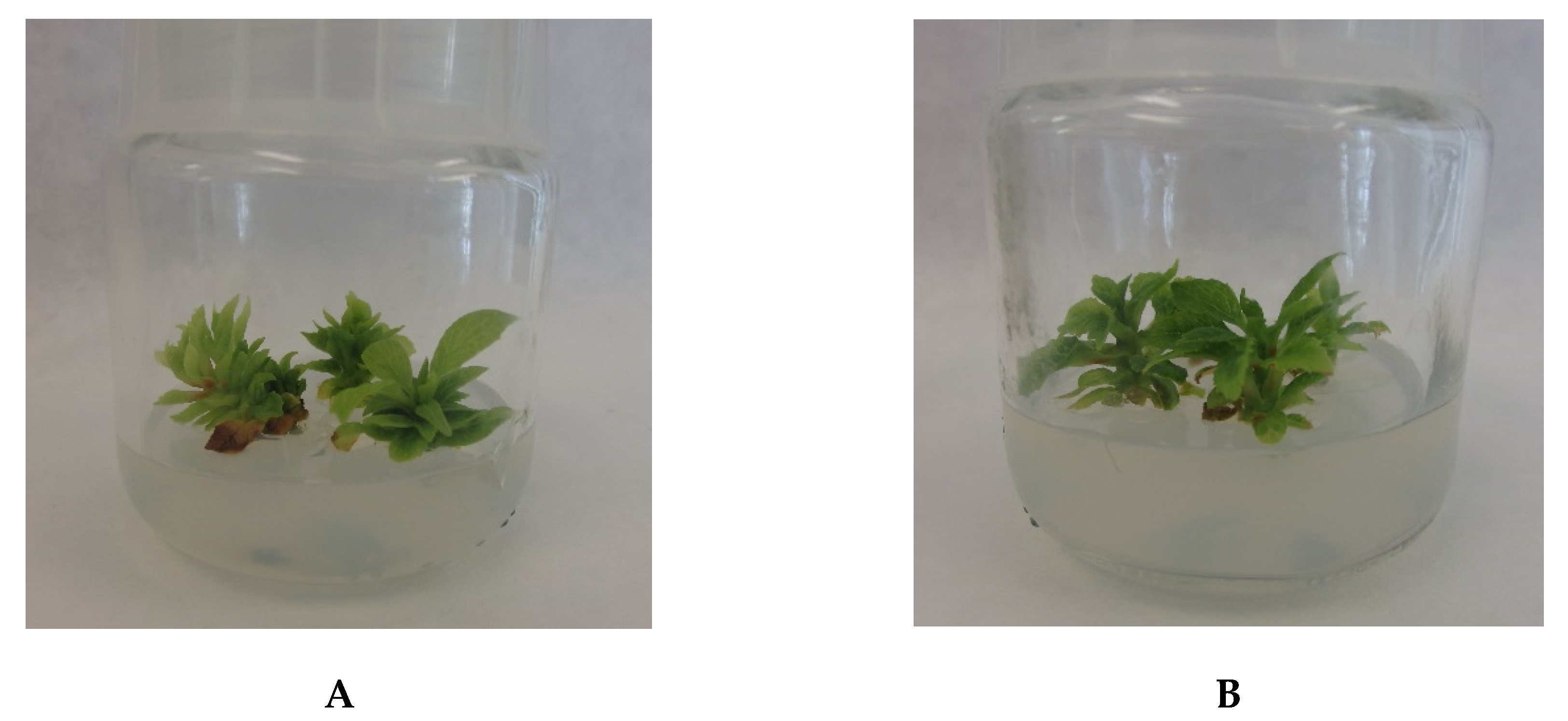 Antioxidants 09 00488 g001